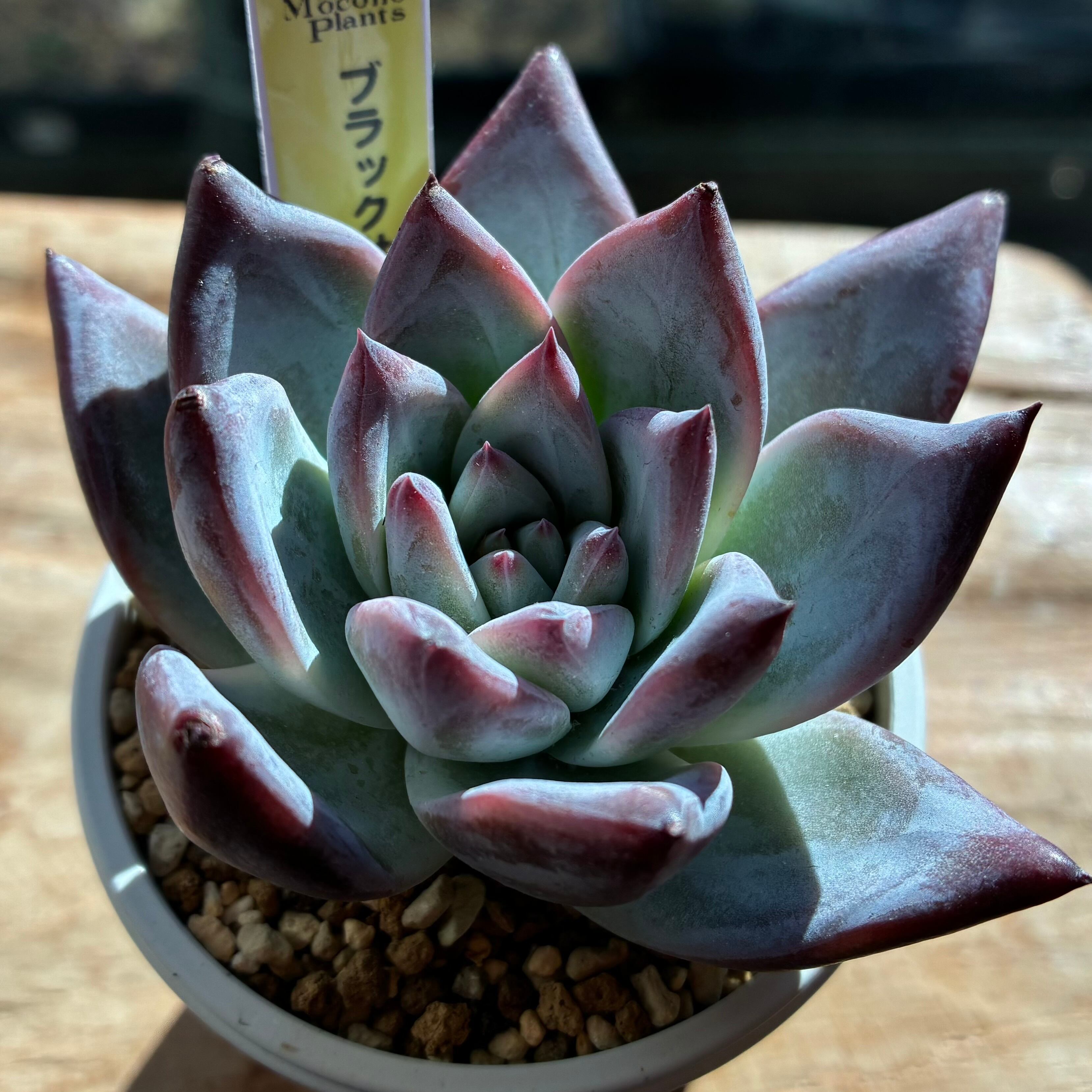 多肉植物 ハオルチア 氷鳳鸞 親株 9.5cm鉢 最高の氷凍透明感