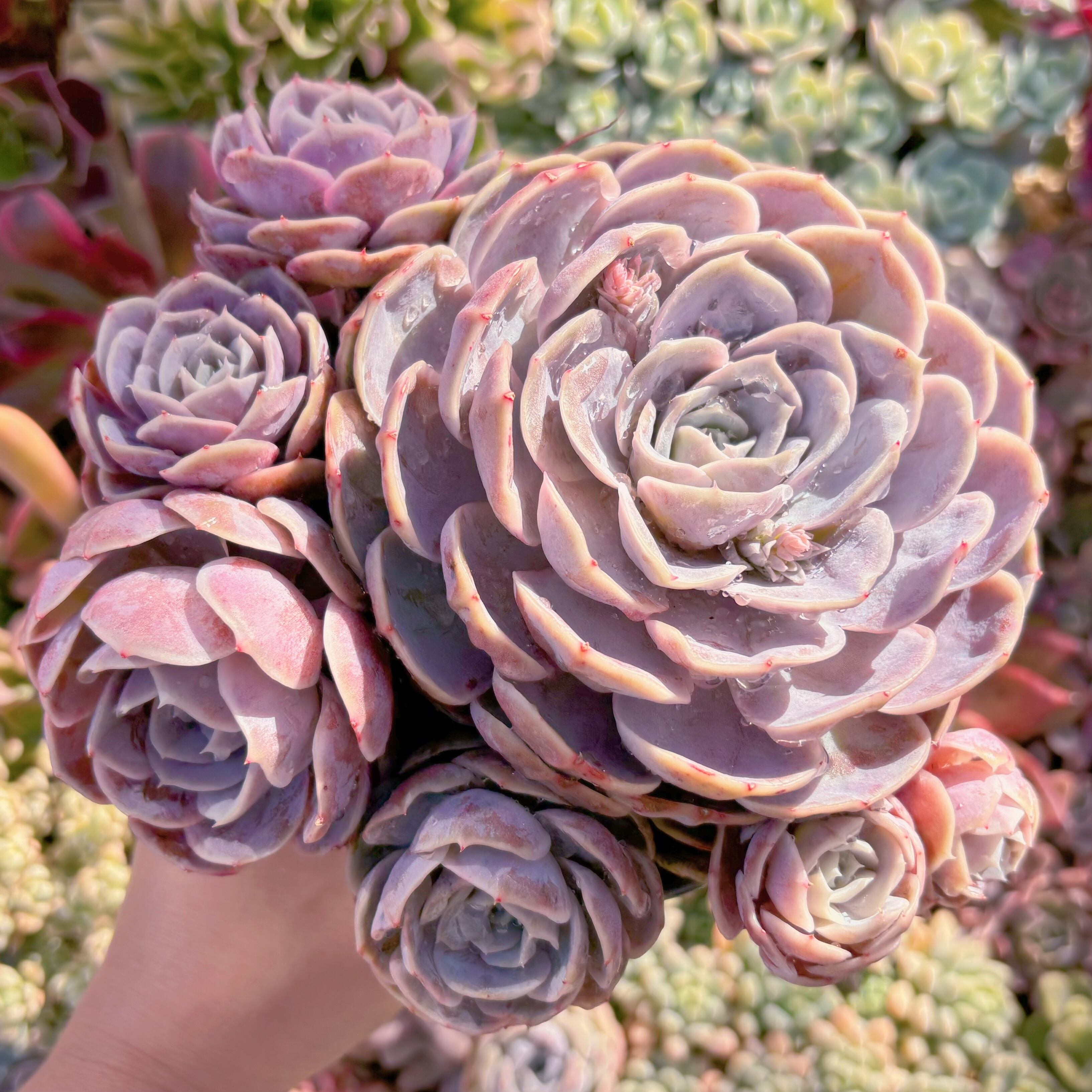 現品　Blue Surprise#821　新入荷　大群生約25cm　るる農園