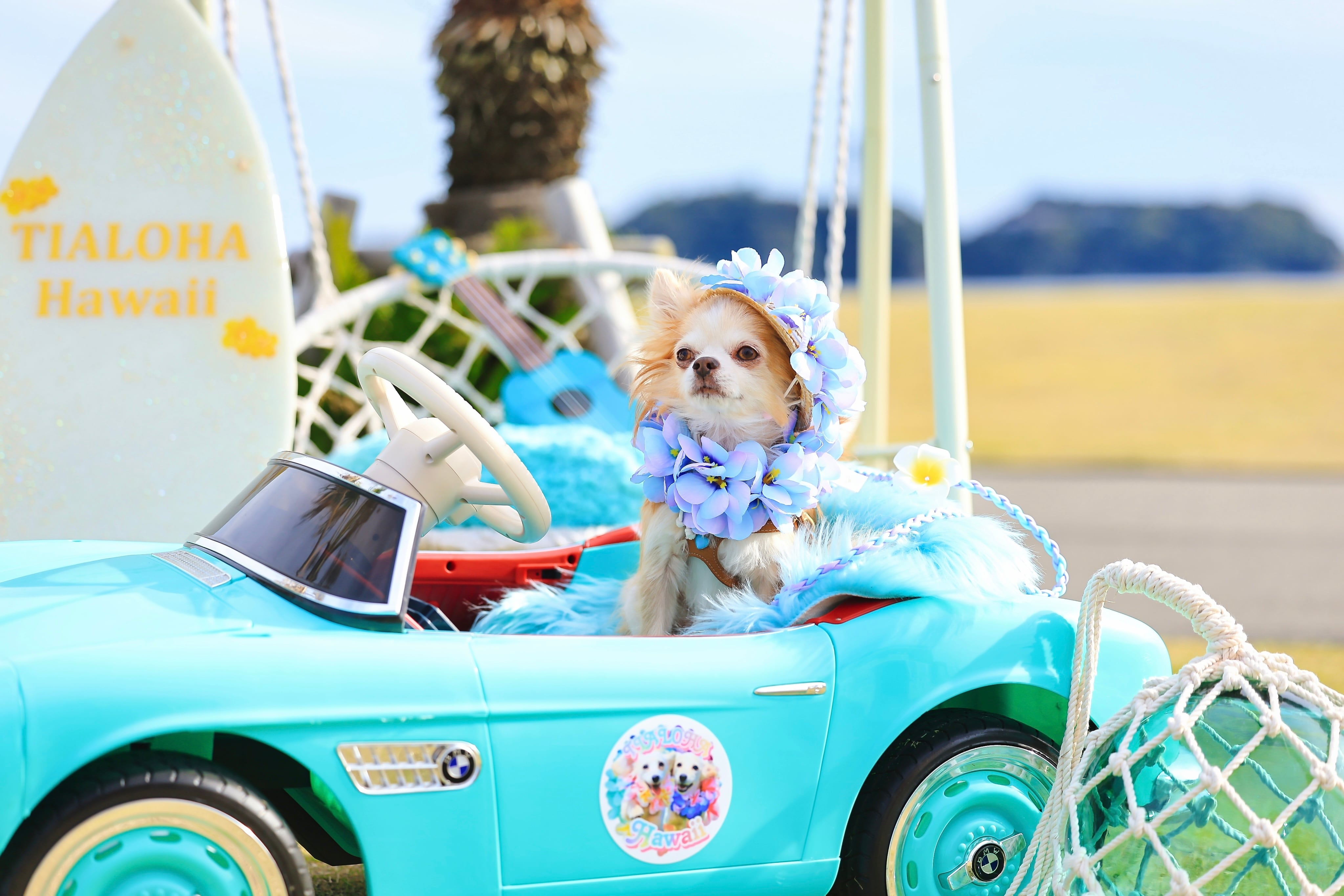 レアマーメイド