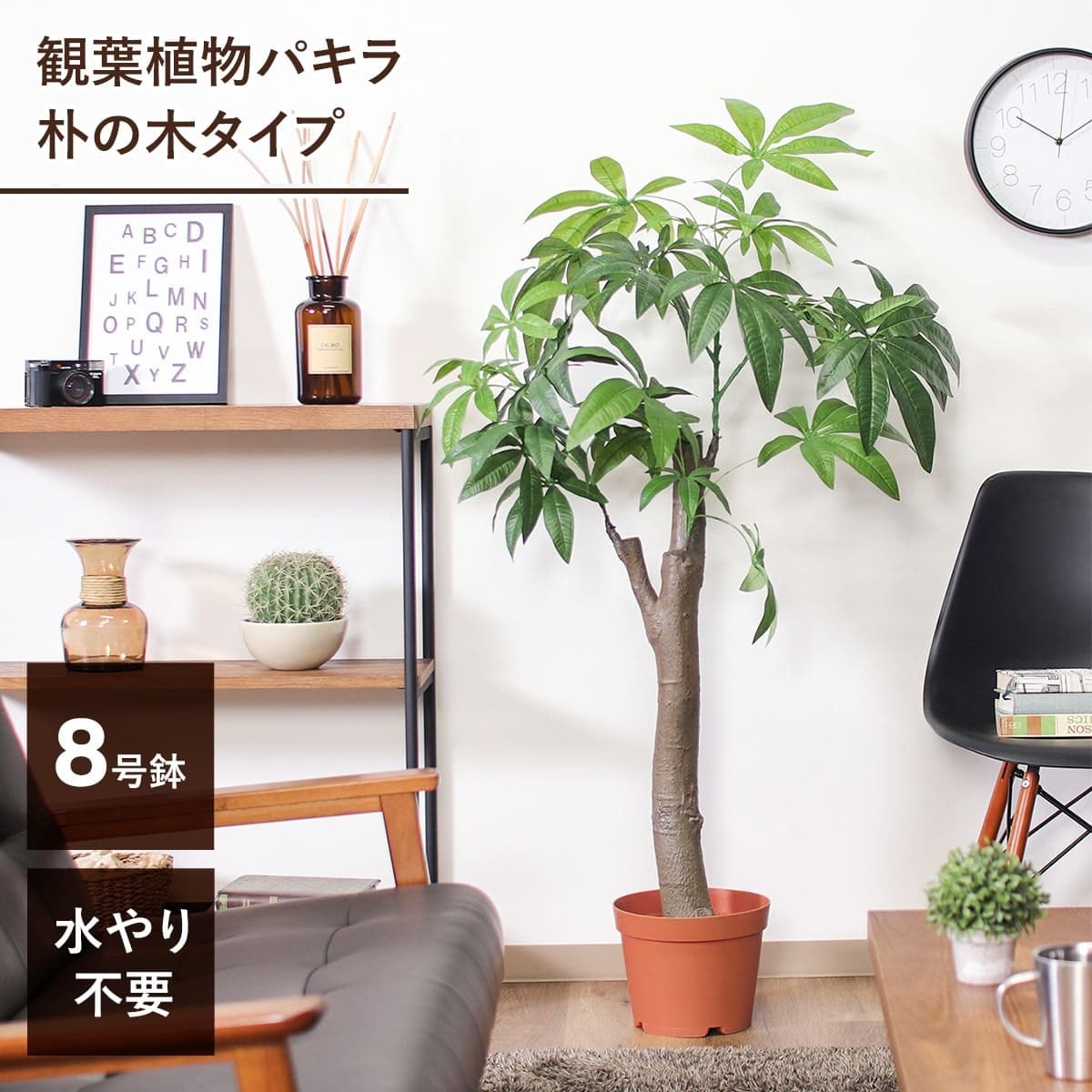 観葉植物 パキラ 朴の木タイプ | yamakou