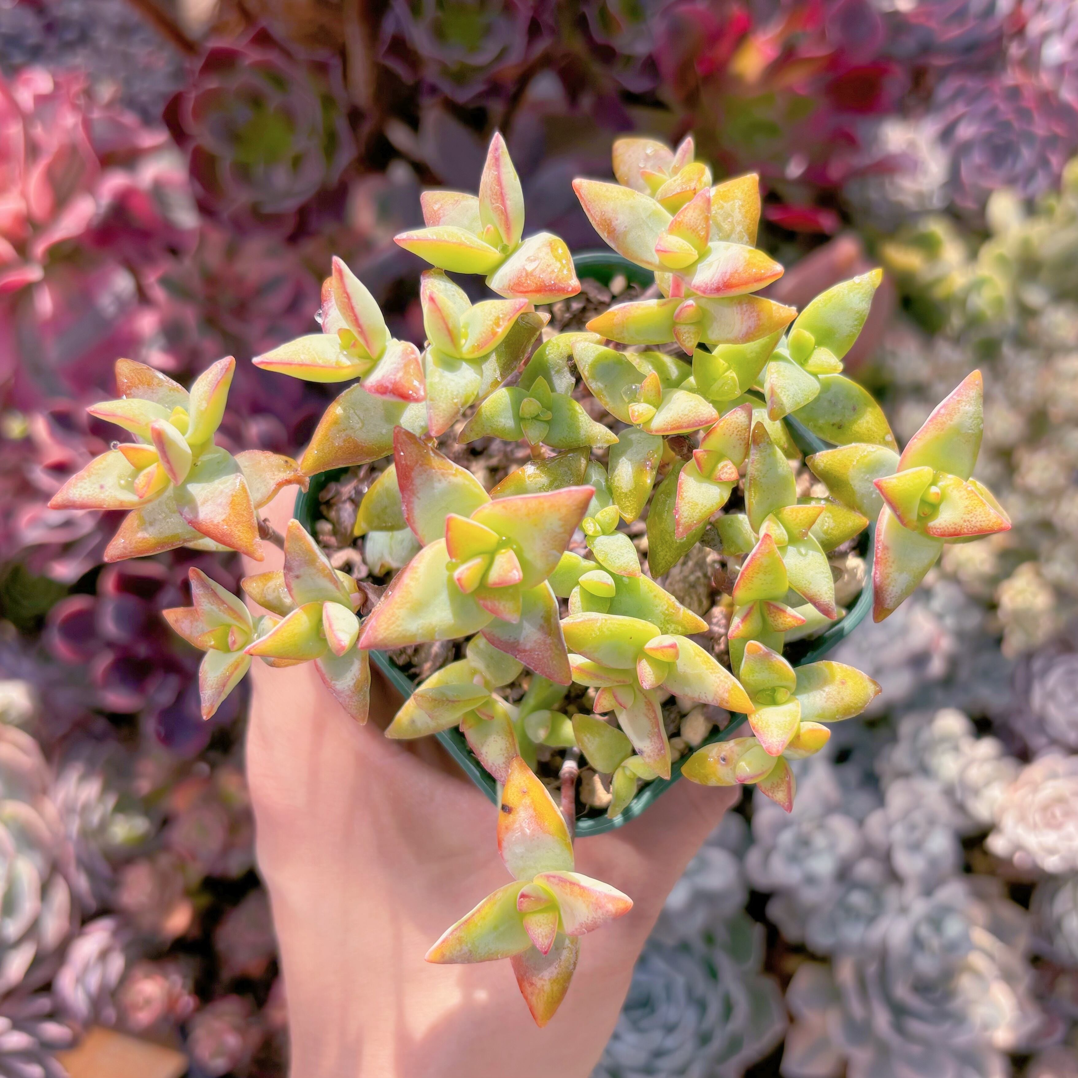 現品　Love Letter#255　るる農園