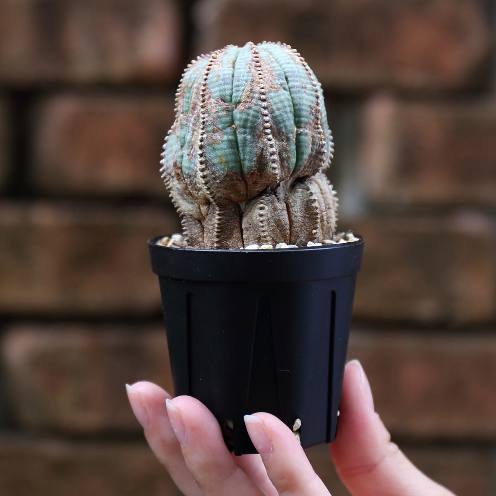 発根済み 超厳選株 ユーフォルビア モンスト 捻れ オベサ ラギット 木質化 中株 Lighthouse Plants 海外実生株のオベサを中心に 輸入植物を扱うプランツ セレクトショップ