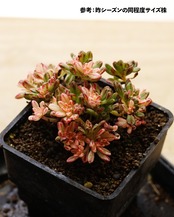 カット苗 アエオニウム 小人の祭り錦 【日本最安値？！】 Aeonium sedifolium f.variegata