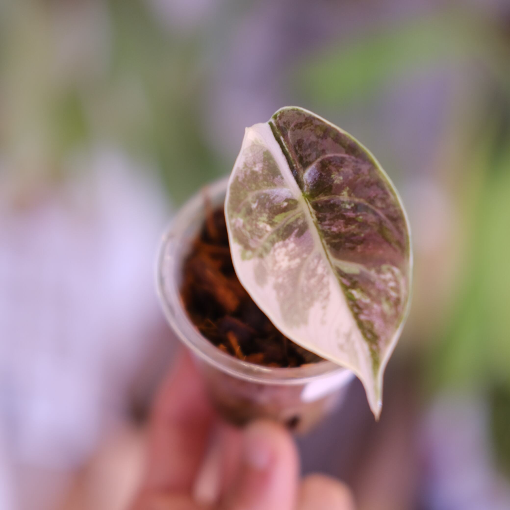 アロカシア メロ オーレア アロカシア YO613アロカシア・メロ オーレア斑入りAlocasia Melo Aurea