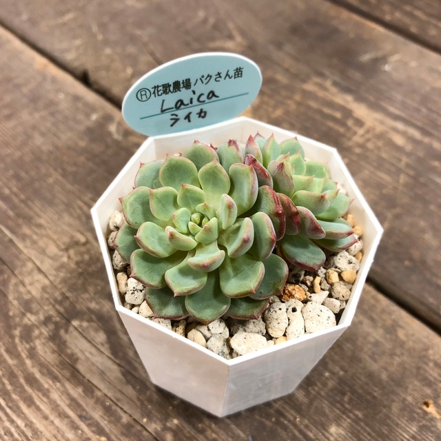 エケベリア ガーデンメッセ
