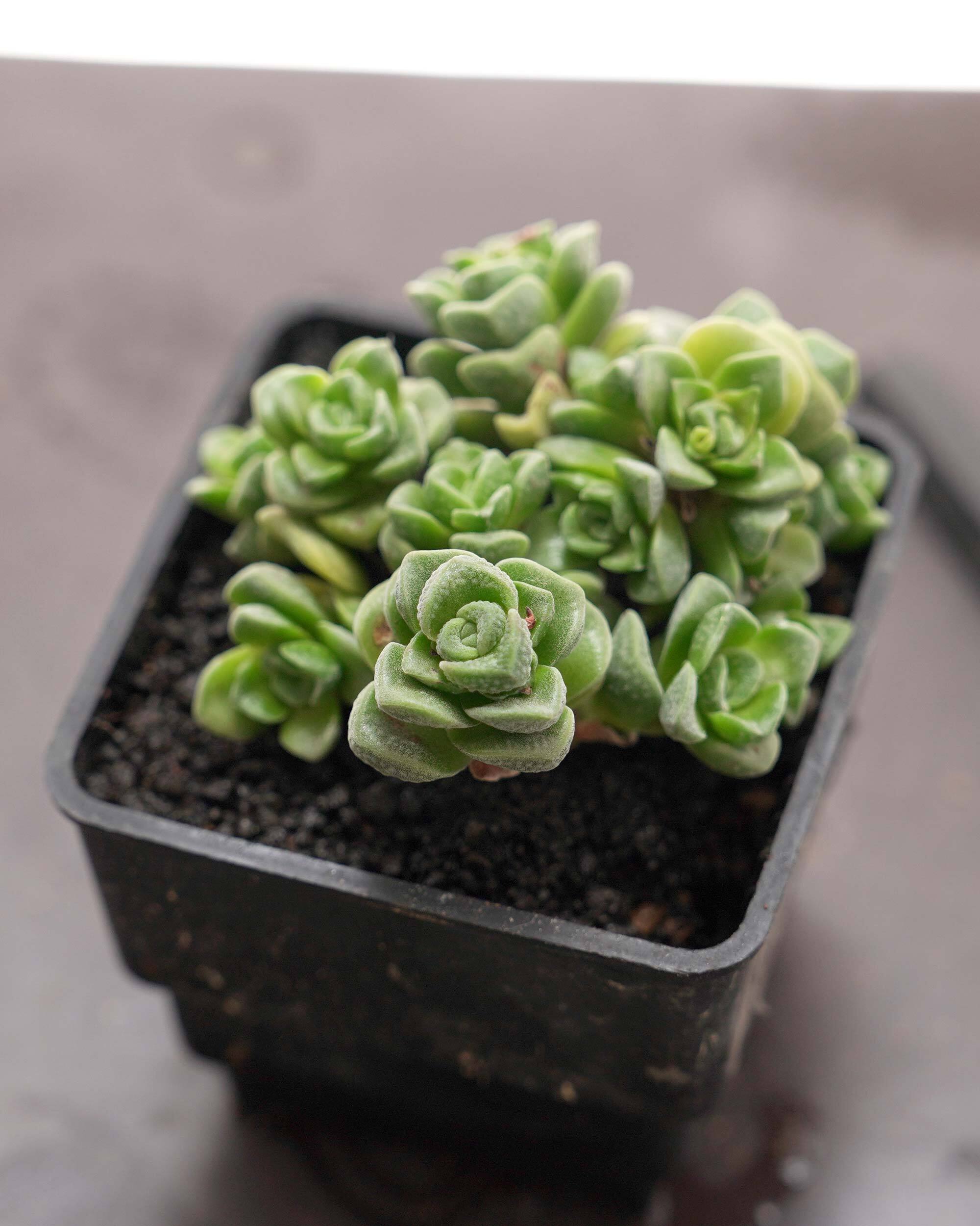 発根済カット苗 アエオニウム 魅金ローズ錦 Aeonium 'Charm Golden