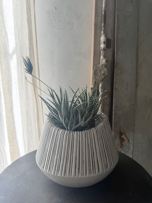 ハオルチア　十二の巻　ベースセット