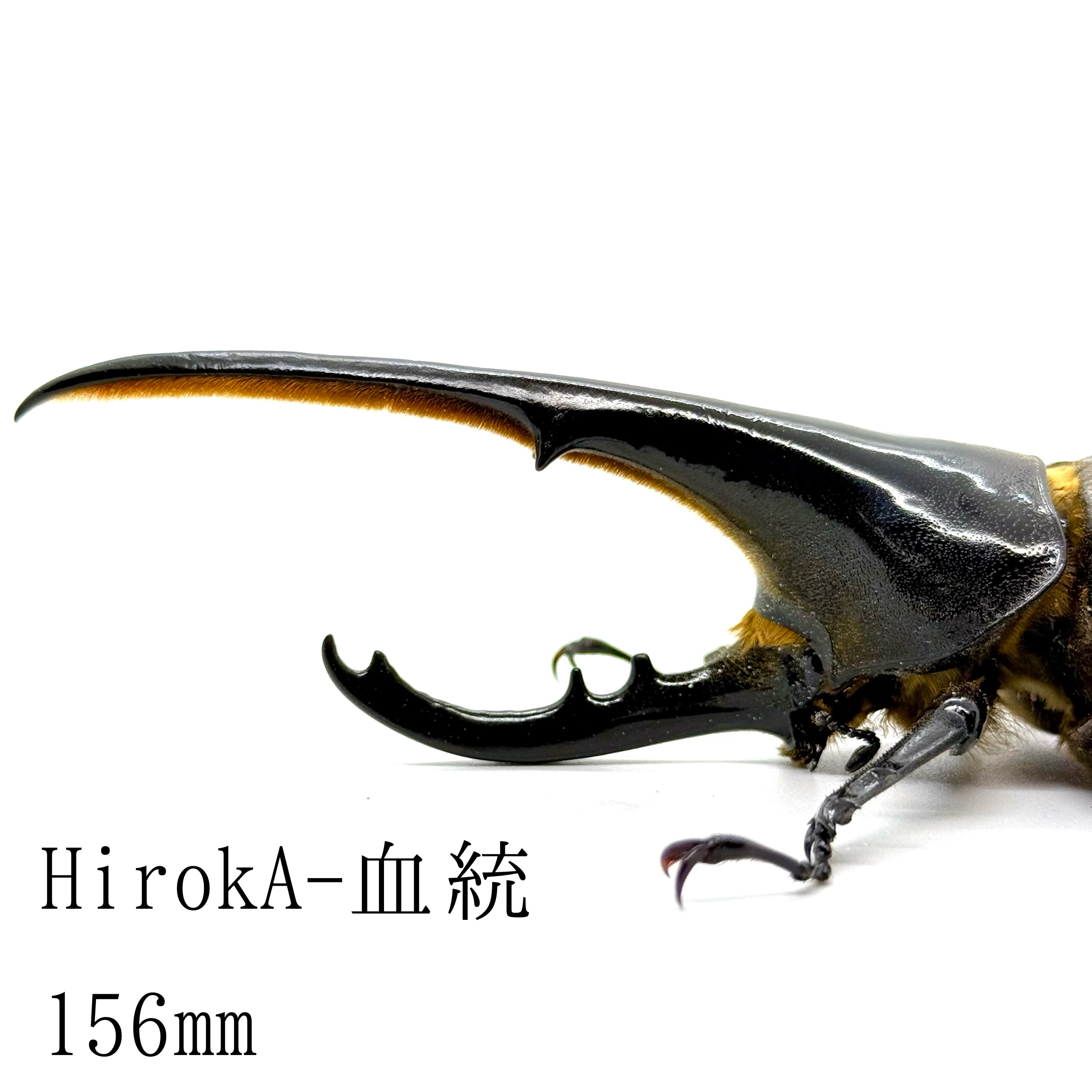 145㎜ / 成虫 / オス / ヘラクレスオオカブト | HERCULES-TOKYO