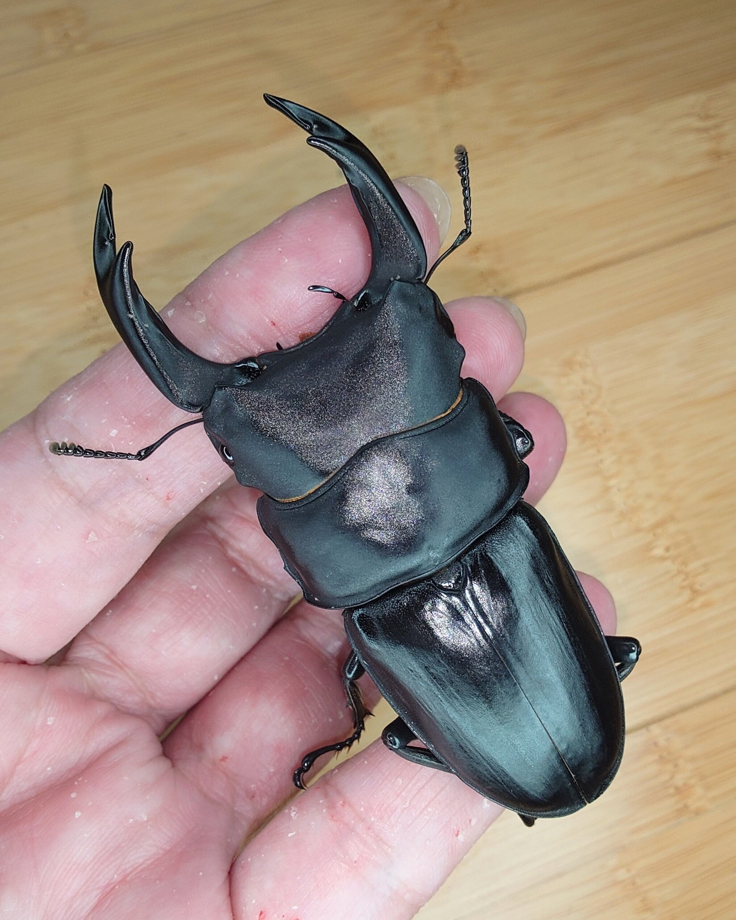 ババオウゴンオニクワガタ ババオウゴンオニ 74mm トリオ♂♀♀即