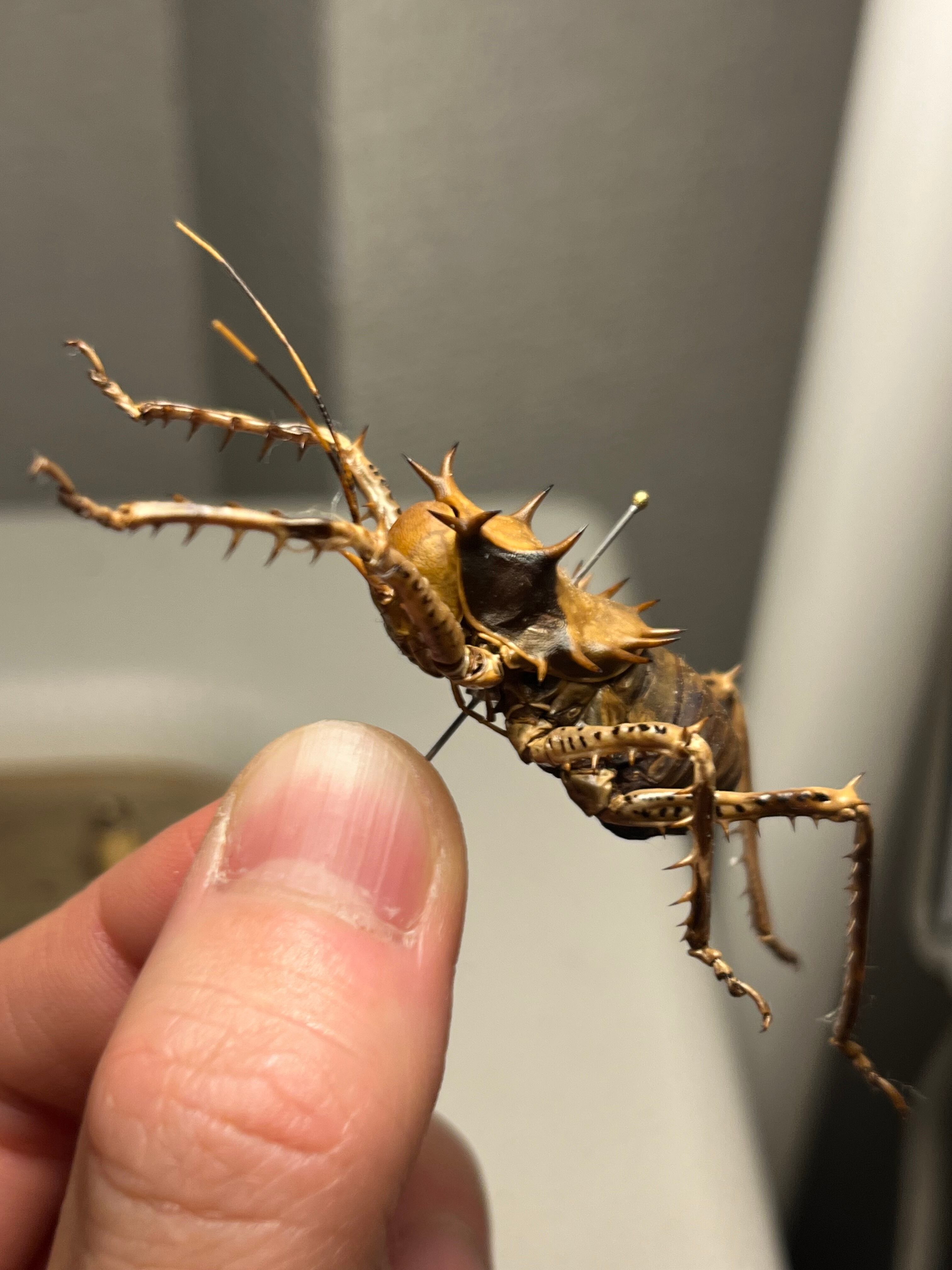 33mm】アーマードクリケット 武装コオロギ ドラゴンヘッドコオロギ