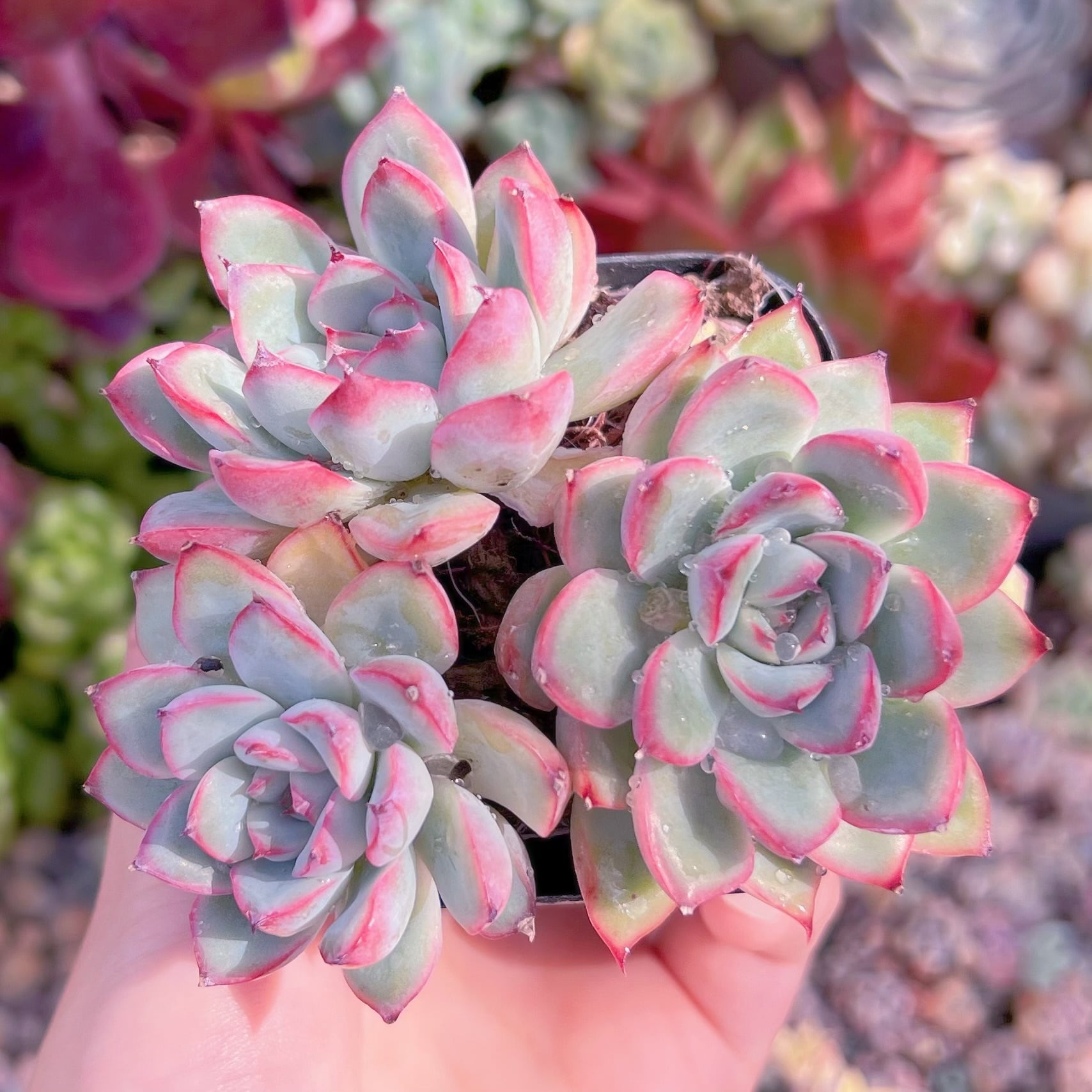 現品　ウォーターリリー#071　るる農園