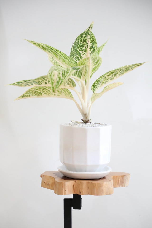 【M】【希少】アグラオネマ ホワイトレガシー/Aglaonema white Legacy ※陶器鉢付き
