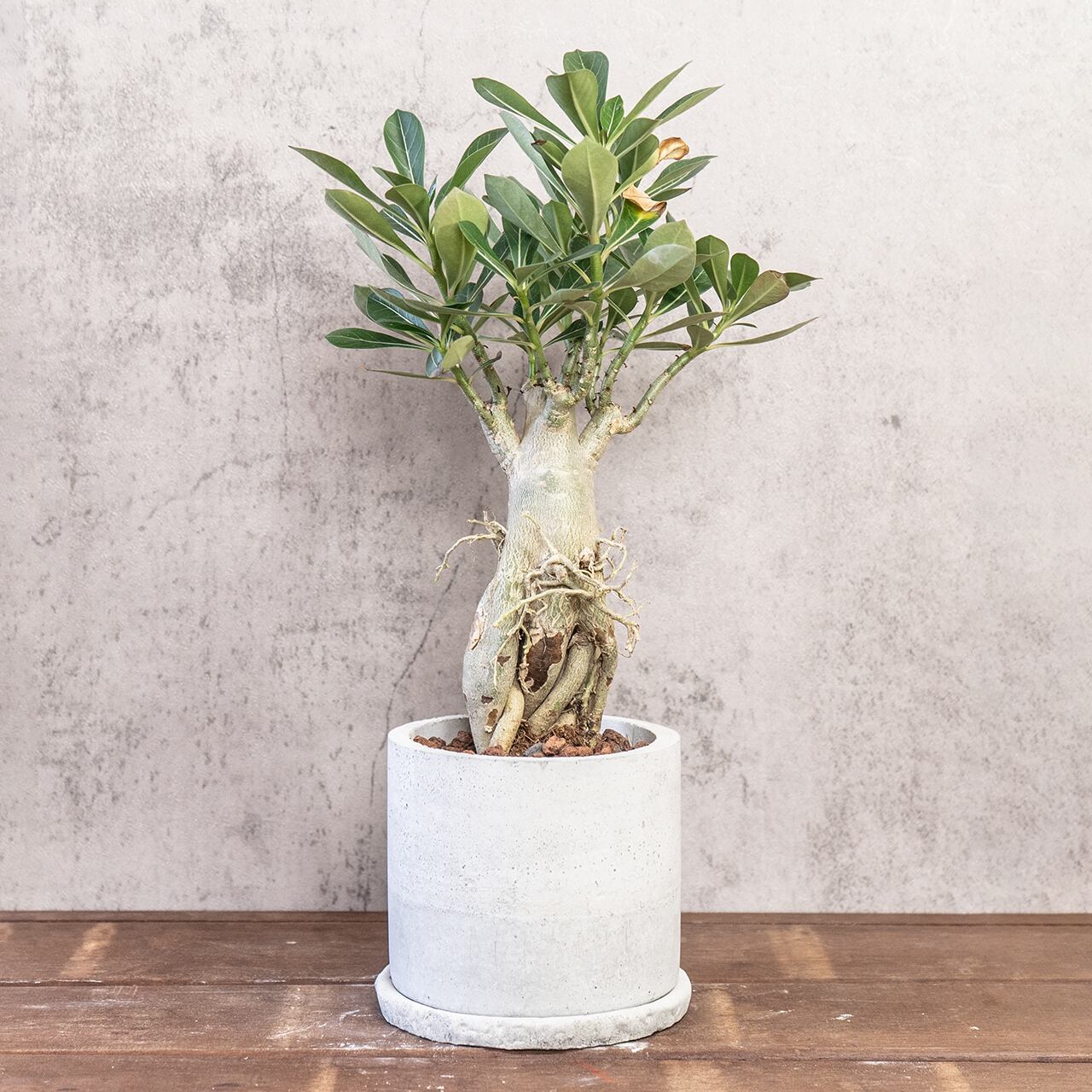 アデニウム｜荒々しい幹姿が魅力の塊根植物【手づくり鉢仕立て】