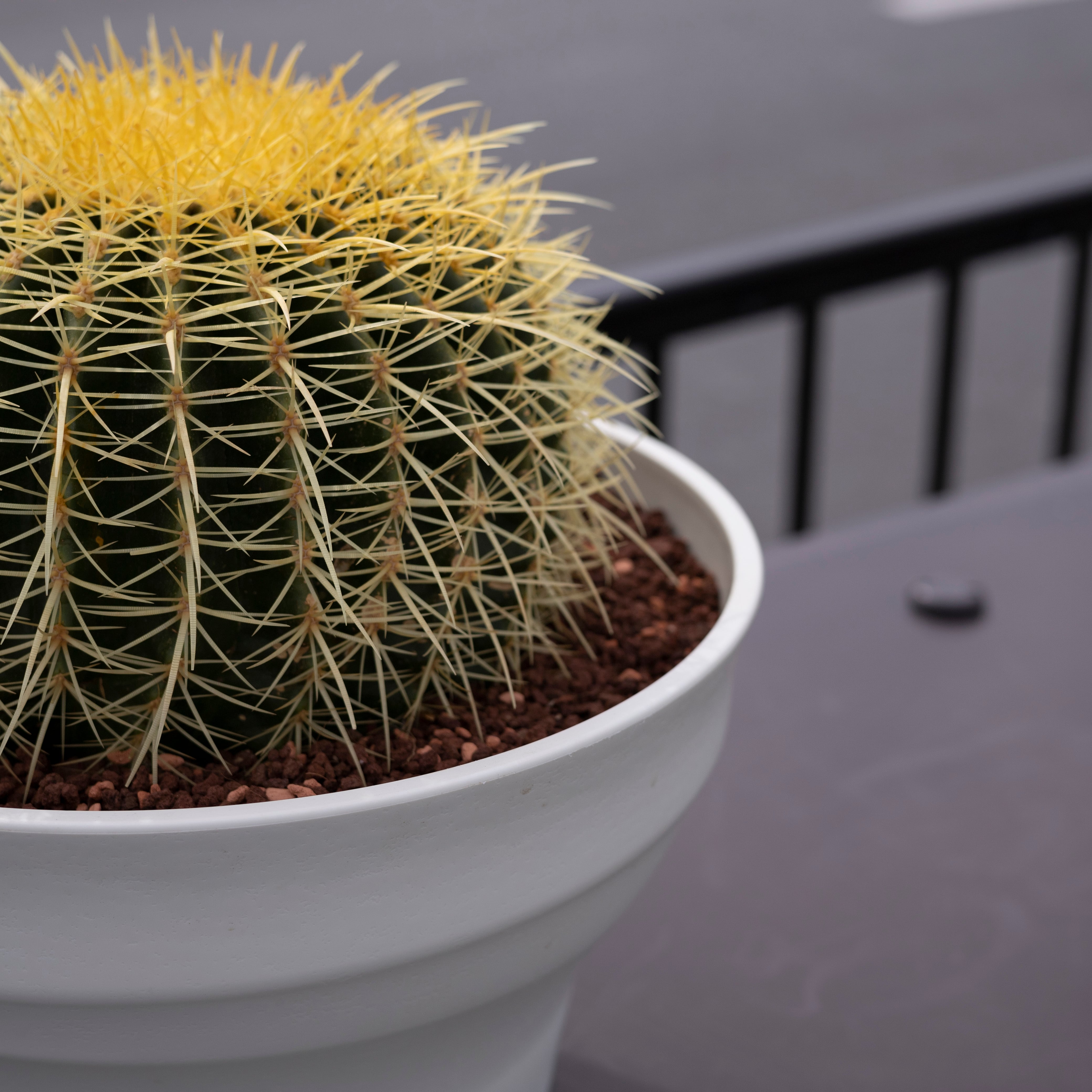 金鯱 サボテン Kinsyachi Echinocactus grusonii 特大 36cm フレグラー