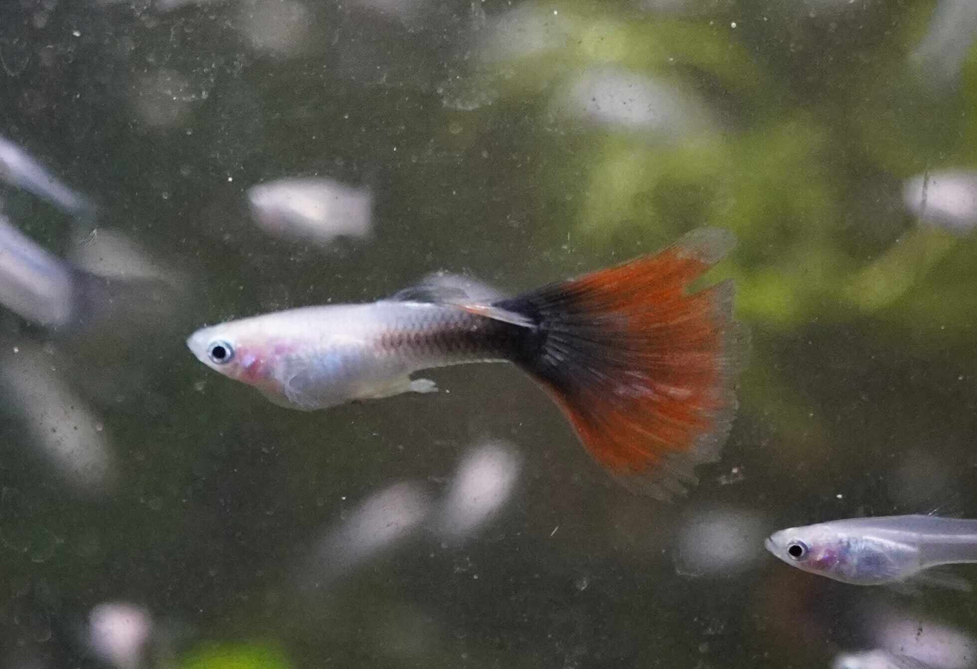 ヴァイスレッドテールグッピー 1pr 飛騨無垢屋