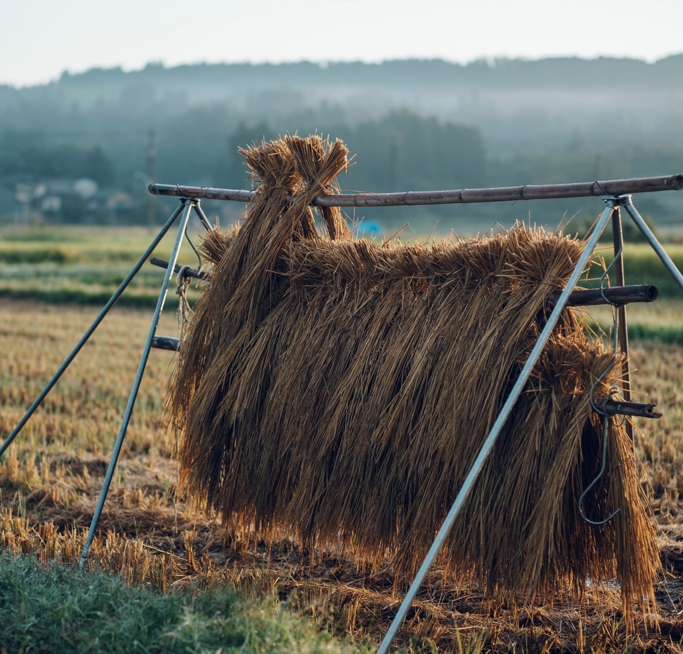 令和7年産 黒米 1kg | Kasanogou online shop