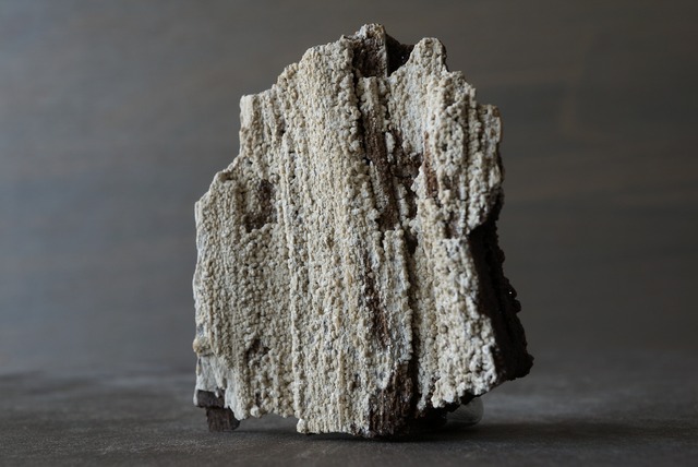 ドイツ産珪化木/クォーツ　Petrified Wood / Quartz　897