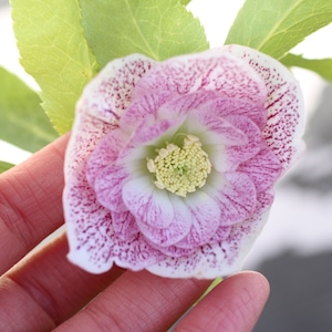 WS26-004 クリスマスローズ ウィンターシンフォニー ピンクスポットダブル