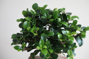 【M】ガジュマル/Ficus microcarpa