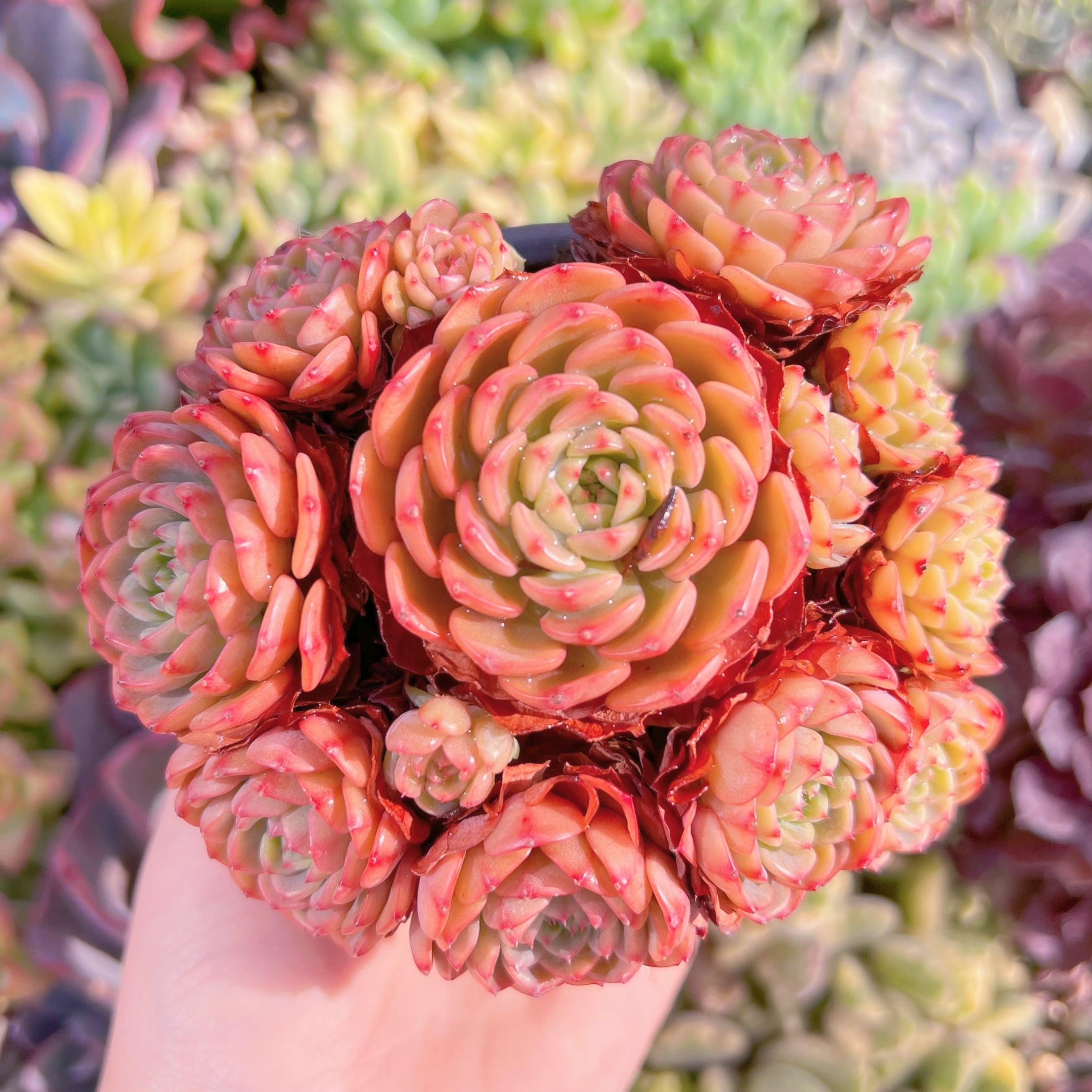 現品　シュガーベイビー#K206   群生　新入荷　るる農園