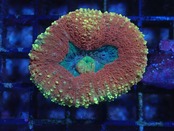 Lobophyllia From Australia 4