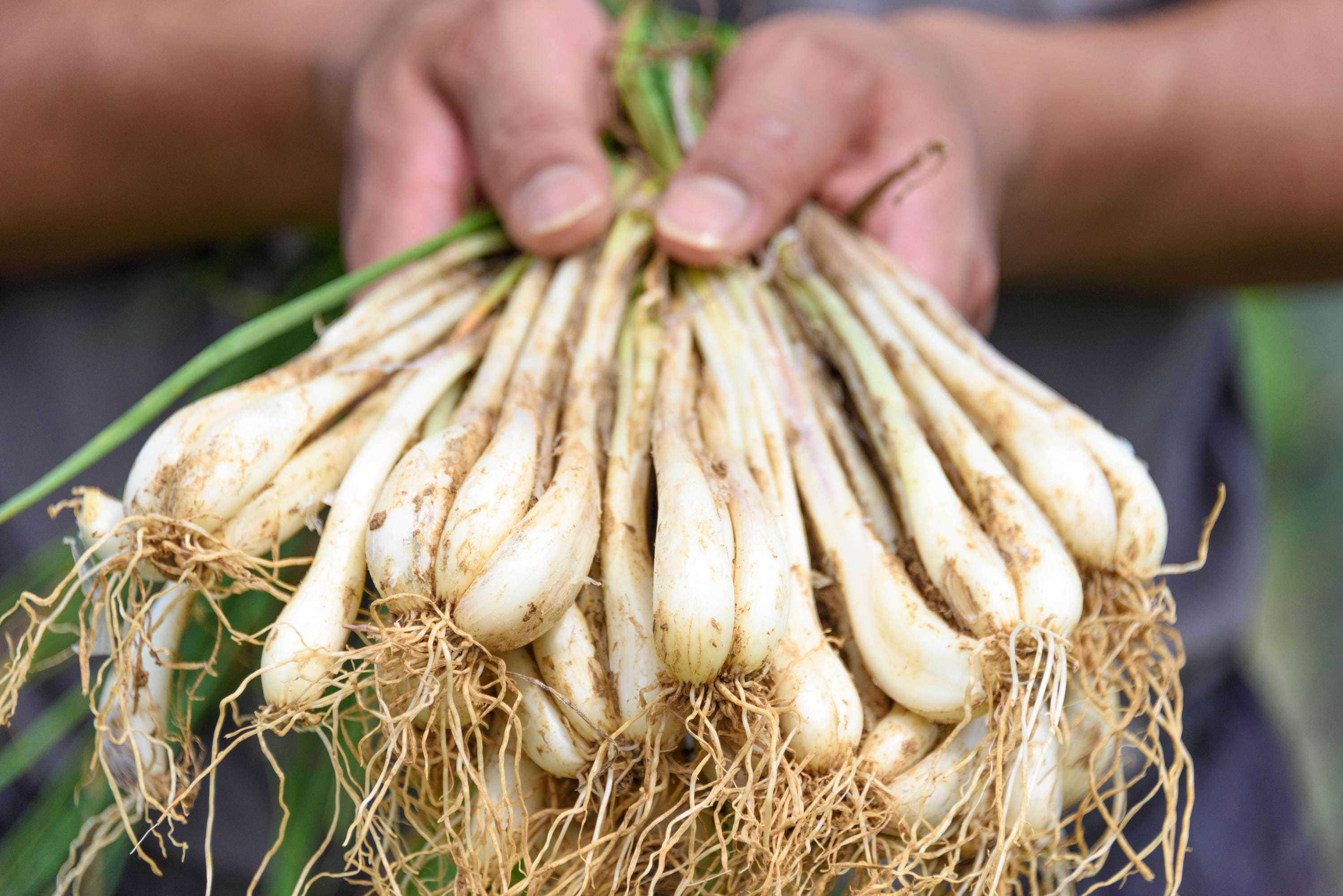 島らっきょうキムチ | 新里トシ商店・牧志公設市場 | 島らっきょうなど