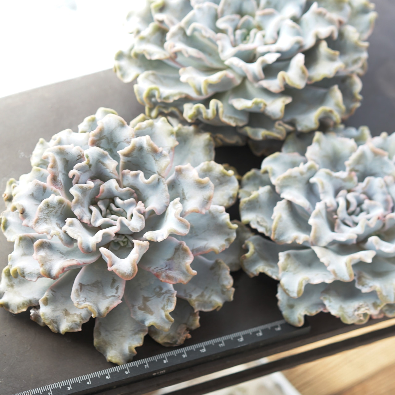 カット苗 クリスペイトビューティ 超大型 Echeveria 'Crispate Beauty'