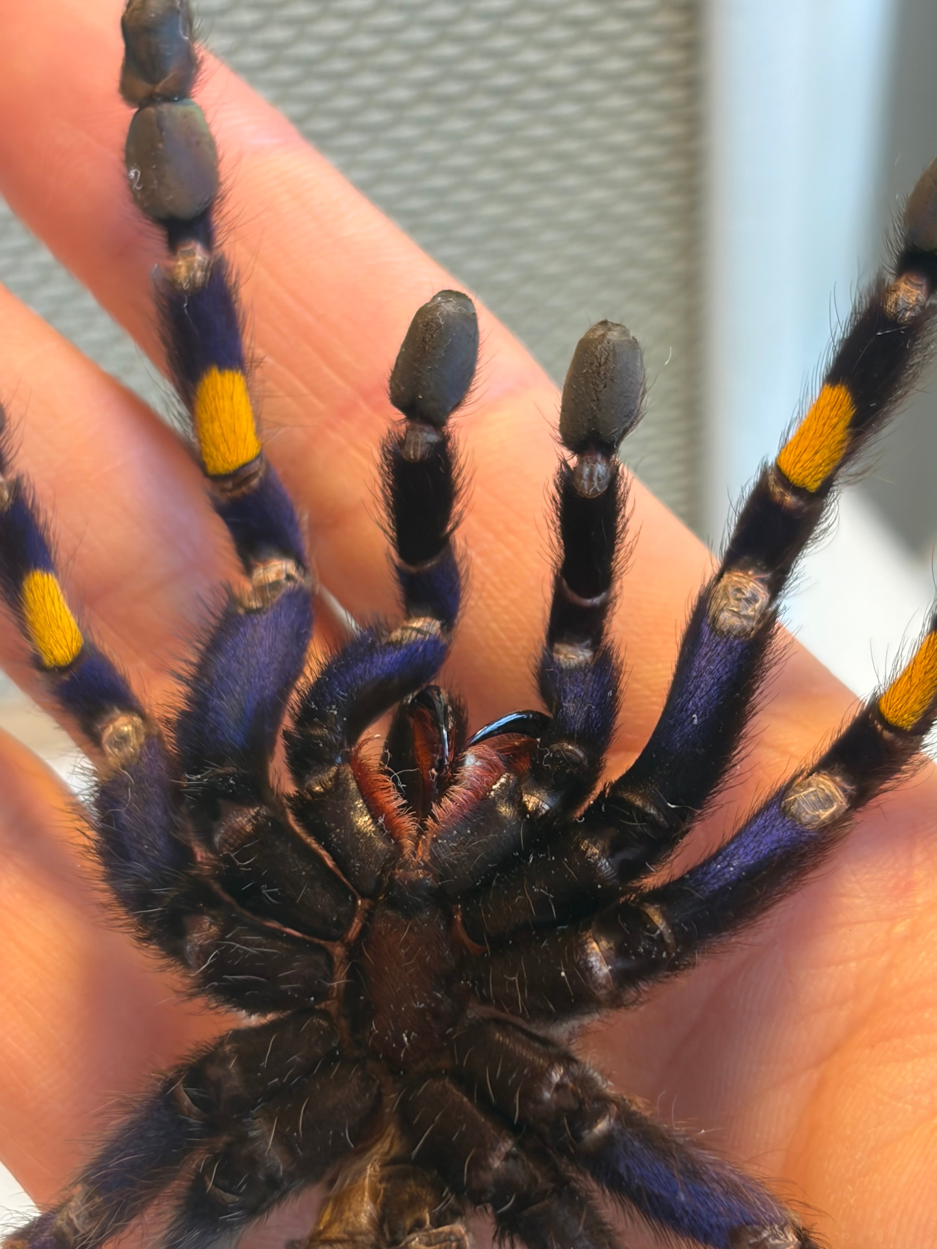 Poecilotheria | オモニキチュウ
