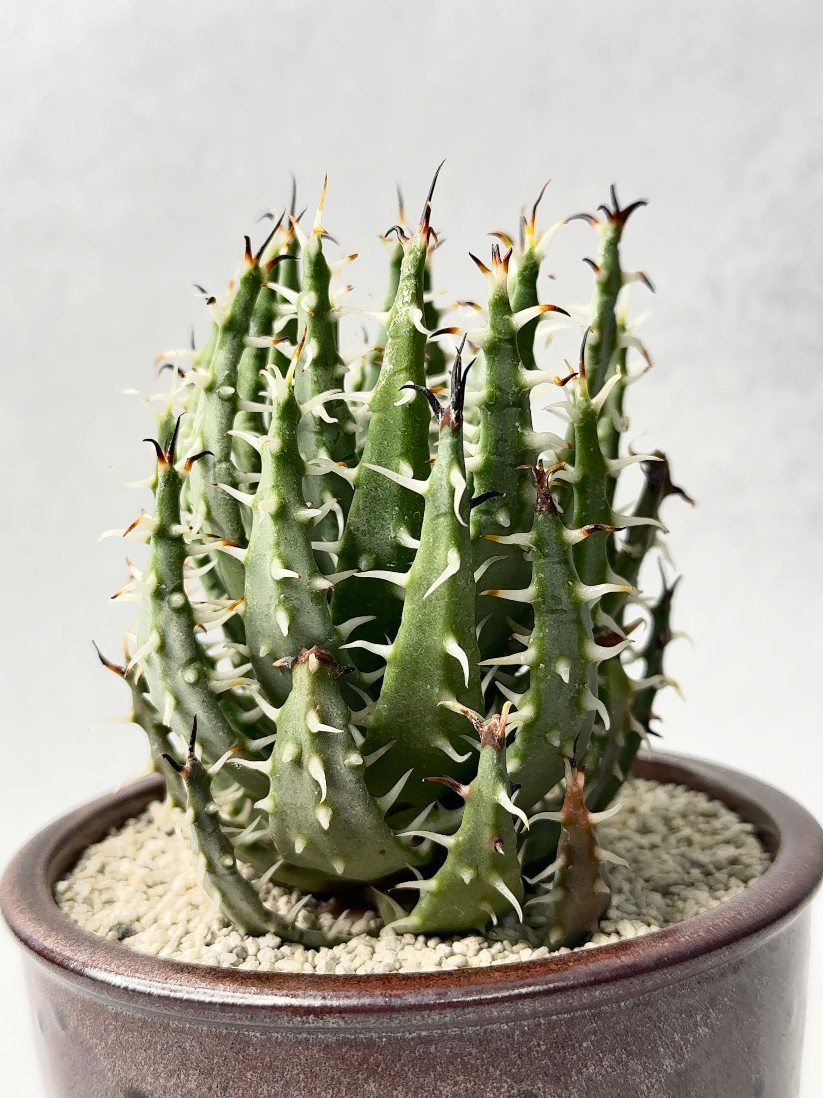 アロエ・エリナケア | trigger