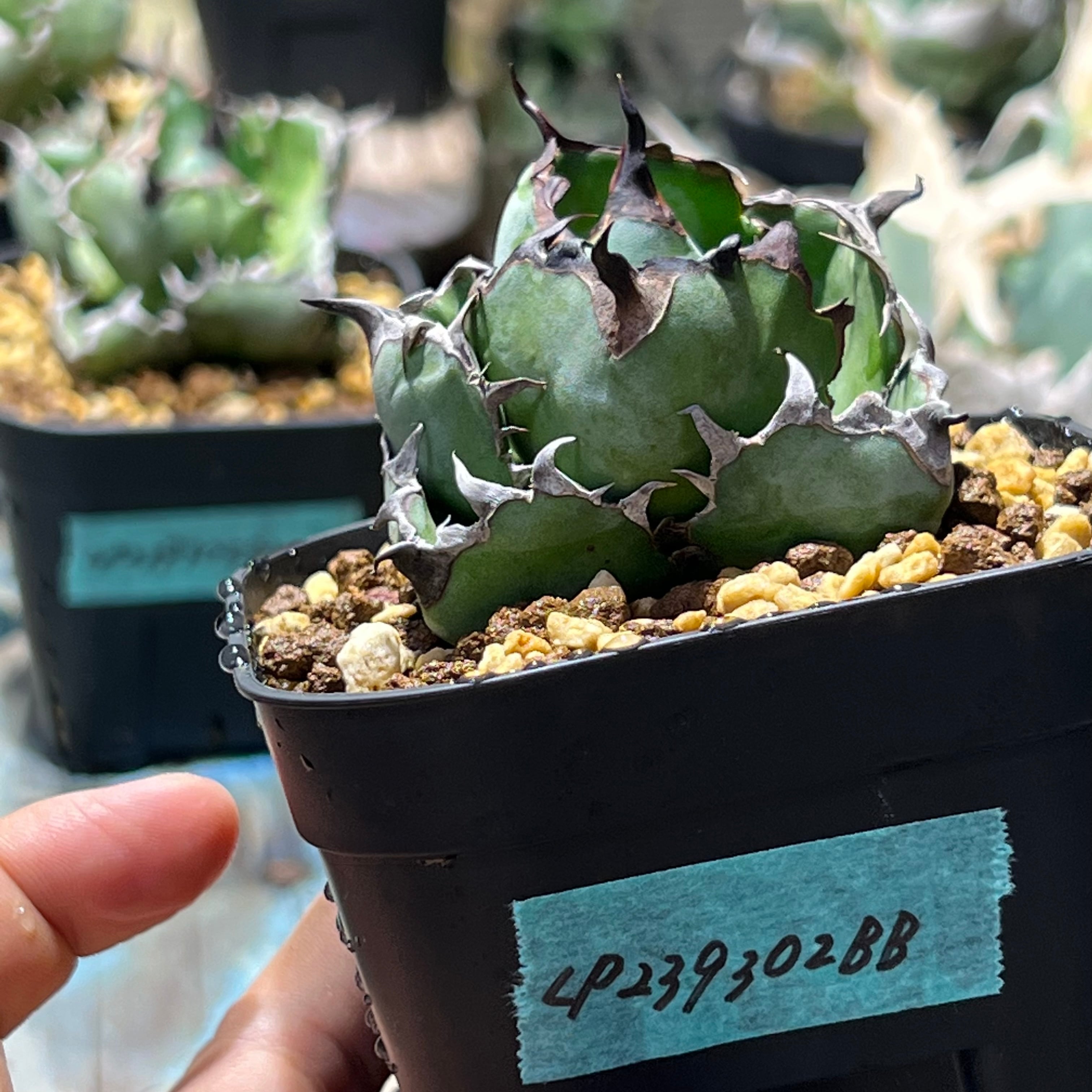 アガベ Agave titanota 姬嚴龍 子株付き 台湾輸入 16cm③（発根済  