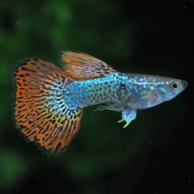 レッドドラゴン　1ペア