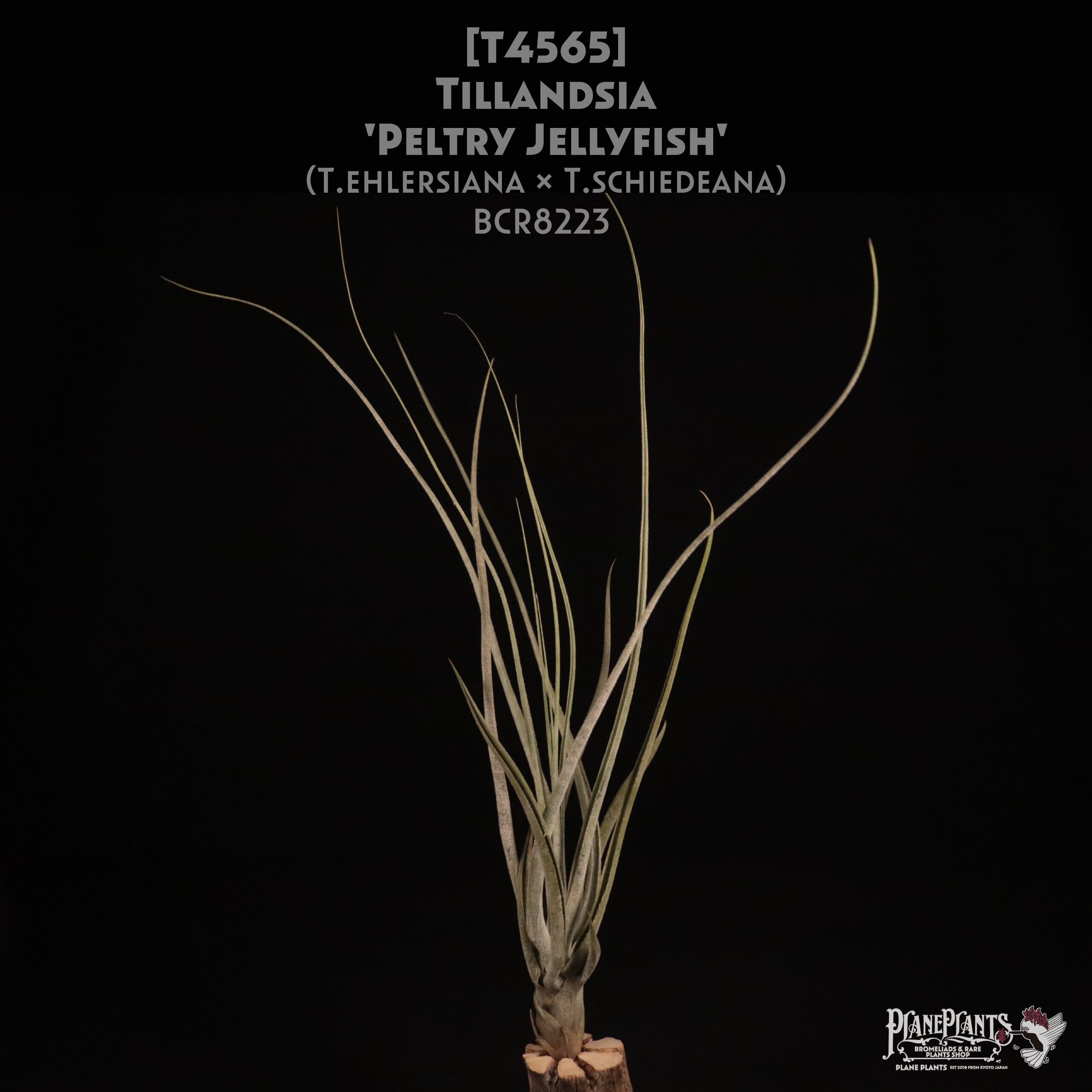 送料無料】'Peltry Jellyfish'〔エアプランツ〕現品発送T4565 | plane