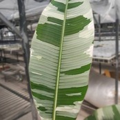 Banana Musa Ae Ae / ムサ アエアエ (斑入バナナ)