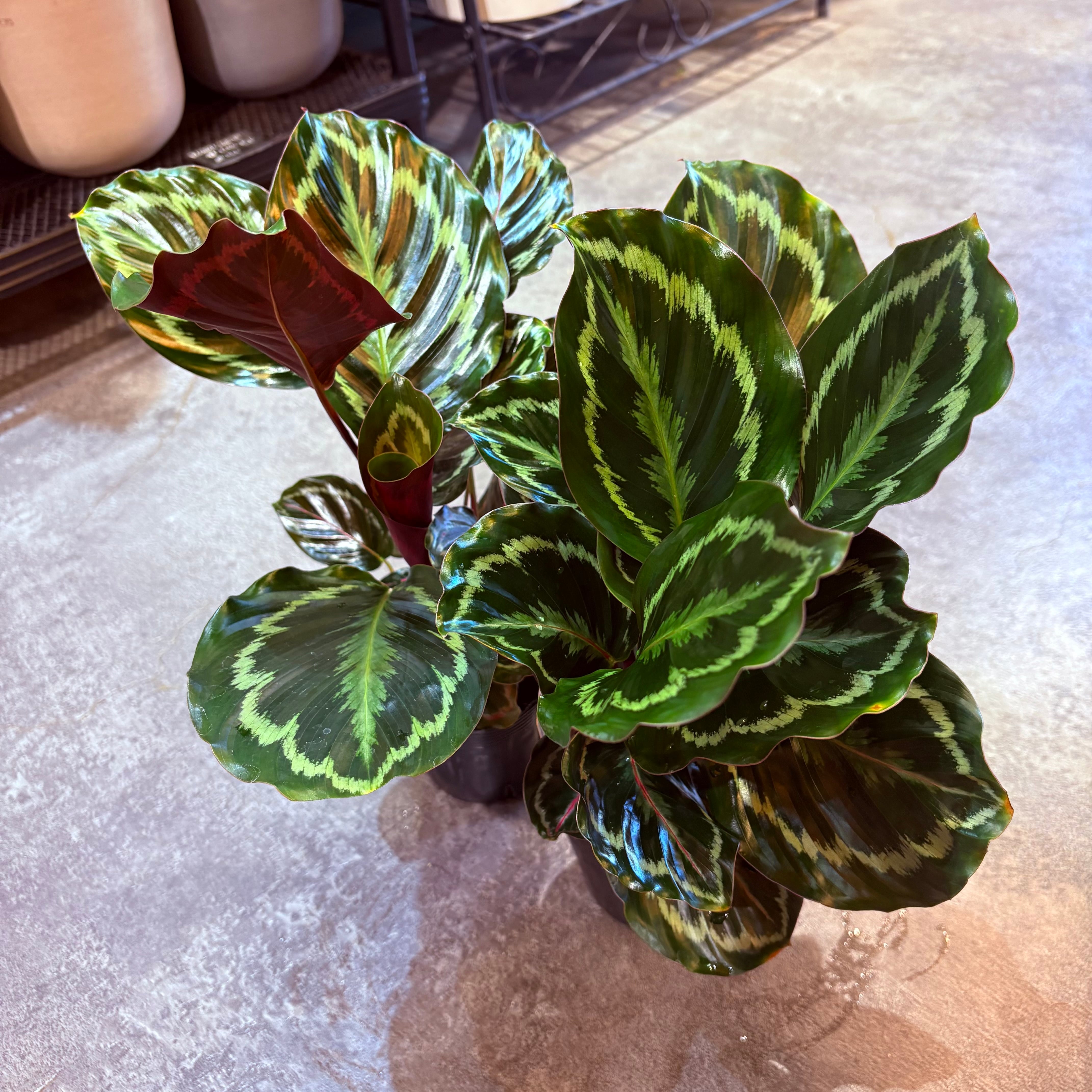 大株【カラテア　メダリオン】トロピカル　開花発芽 カラテア メダリオン 3.5号 | Green Vibes 宇都宮市の観葉植物専門店