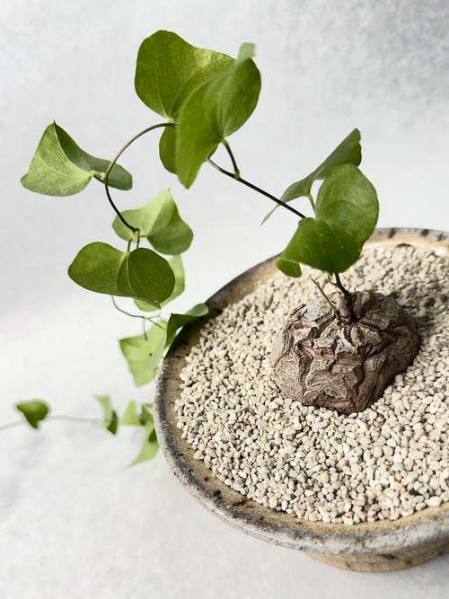 ディオスコレア・亀甲竜