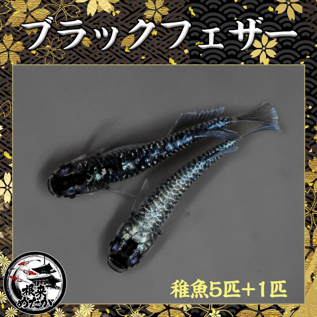 【5匹＋補償1匹】ブラックフェザーライト龍鱗TYPE