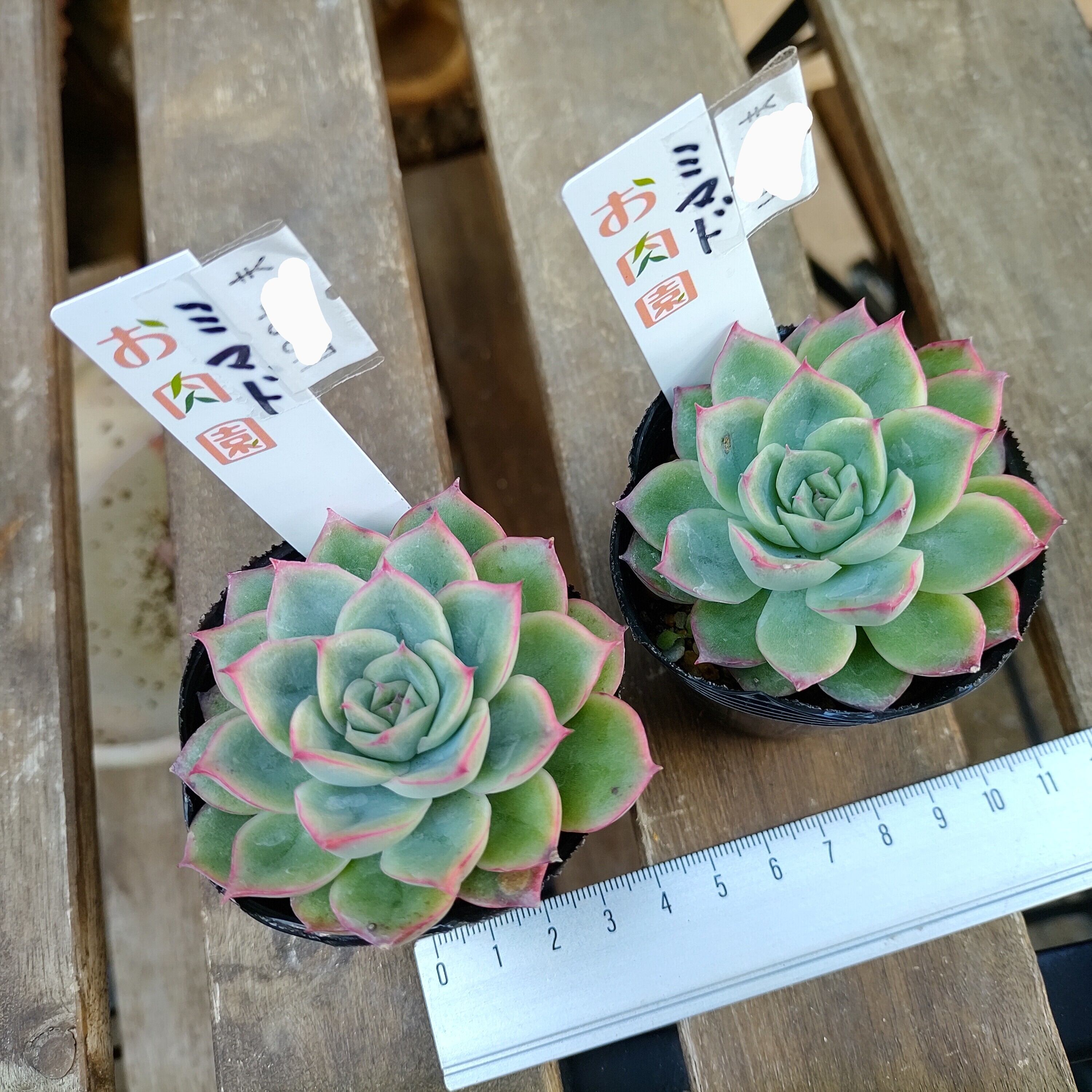 ラブリーローズ錦  赤斑入り  56 ラブリーローズ錦 赤斑入り 56