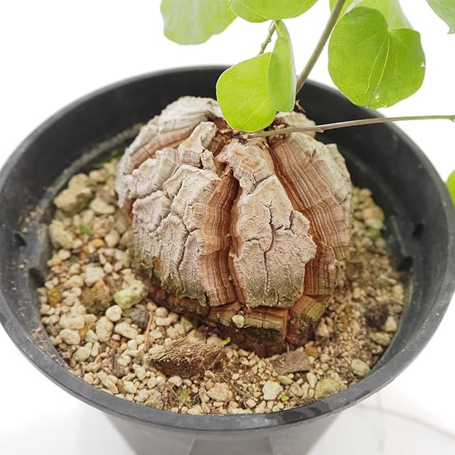 Phyllanthus urinaria 'Pink Variegated' / フィランサス・ウリナリア