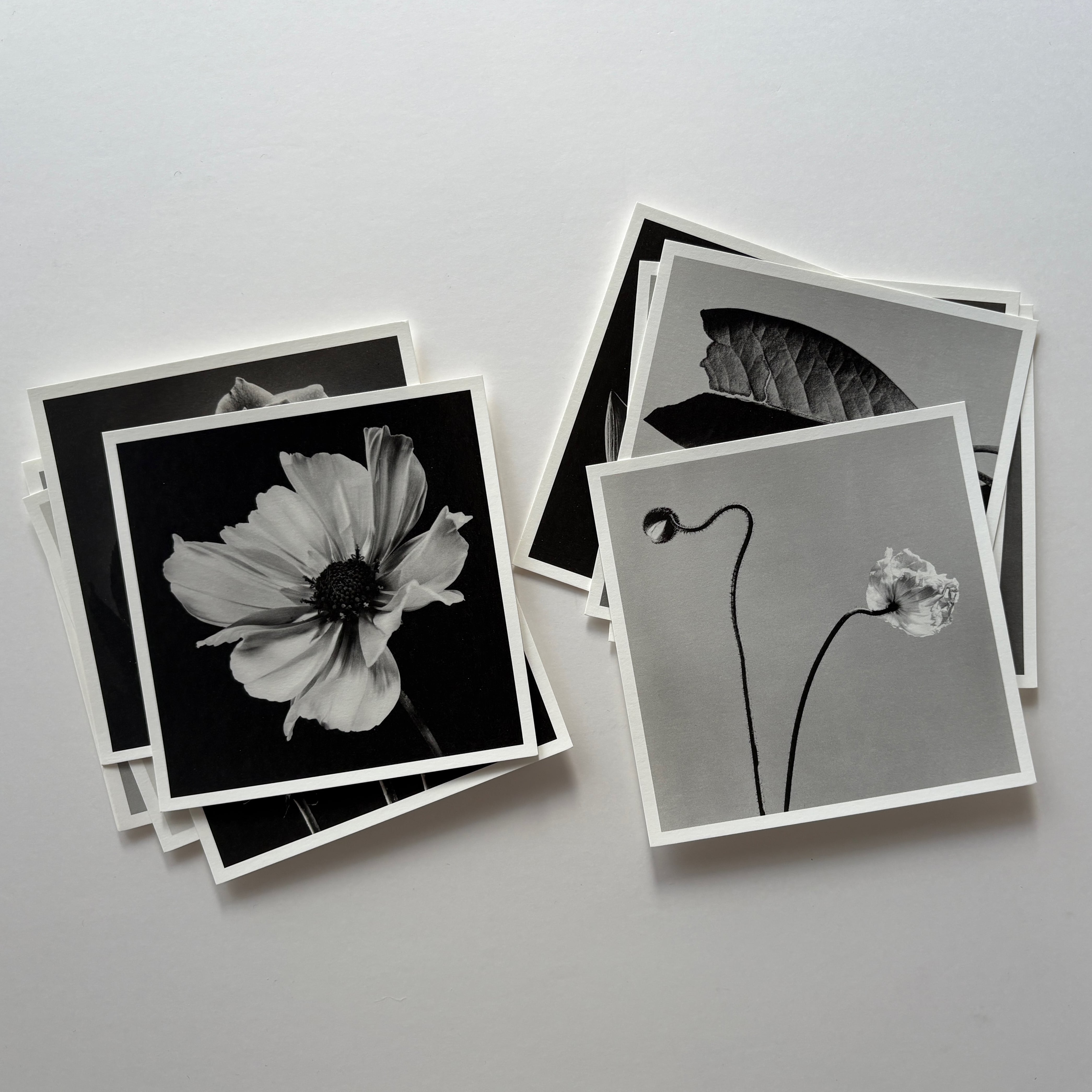 石元泰博〈HANA〉ポストカード 12枚入 | defontedesign store