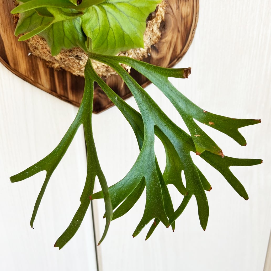 ビカクシダ キッチャクード 板付 【観葉植物 壁掛け コウモリラン