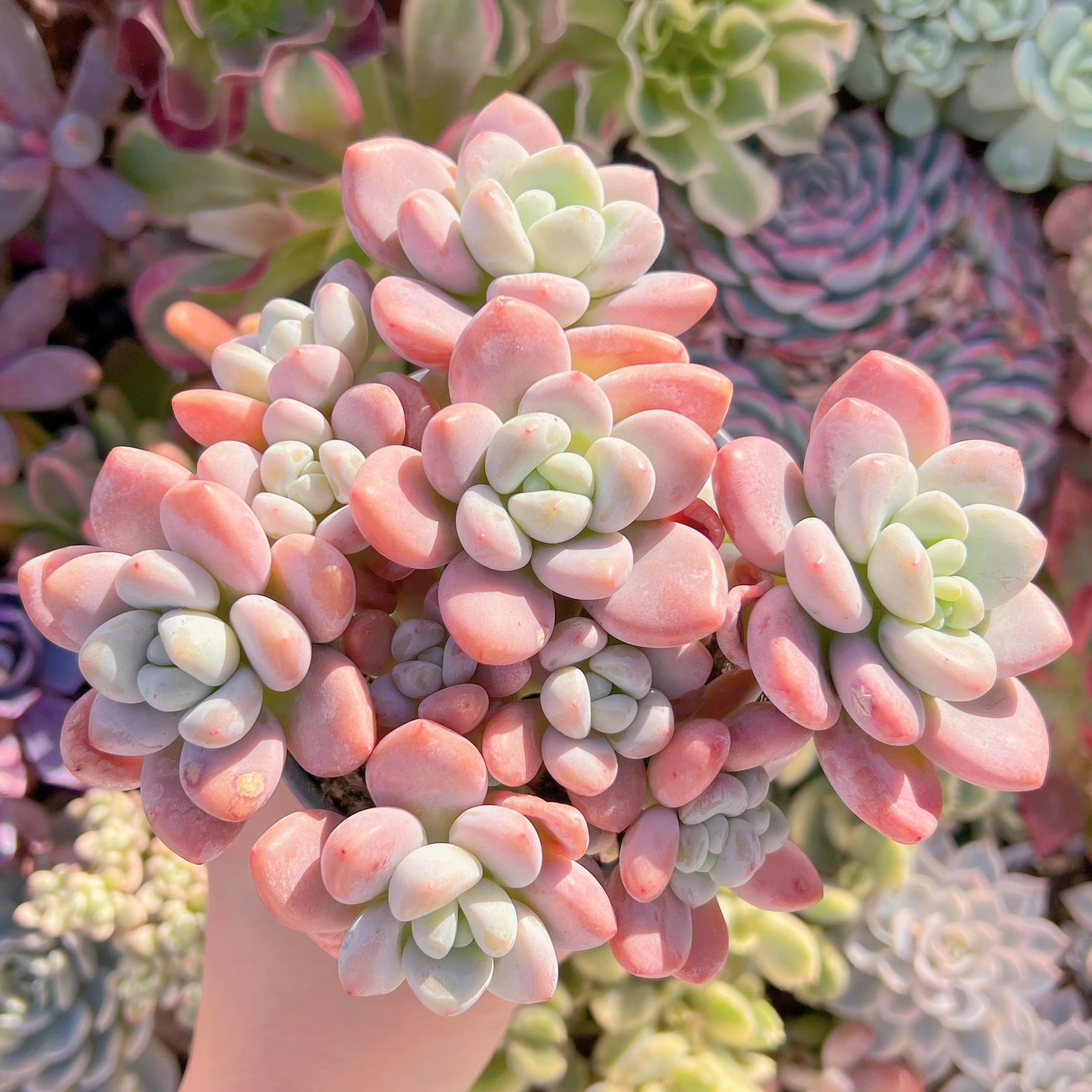 現品　マカロン#300　特大群生　るる農園