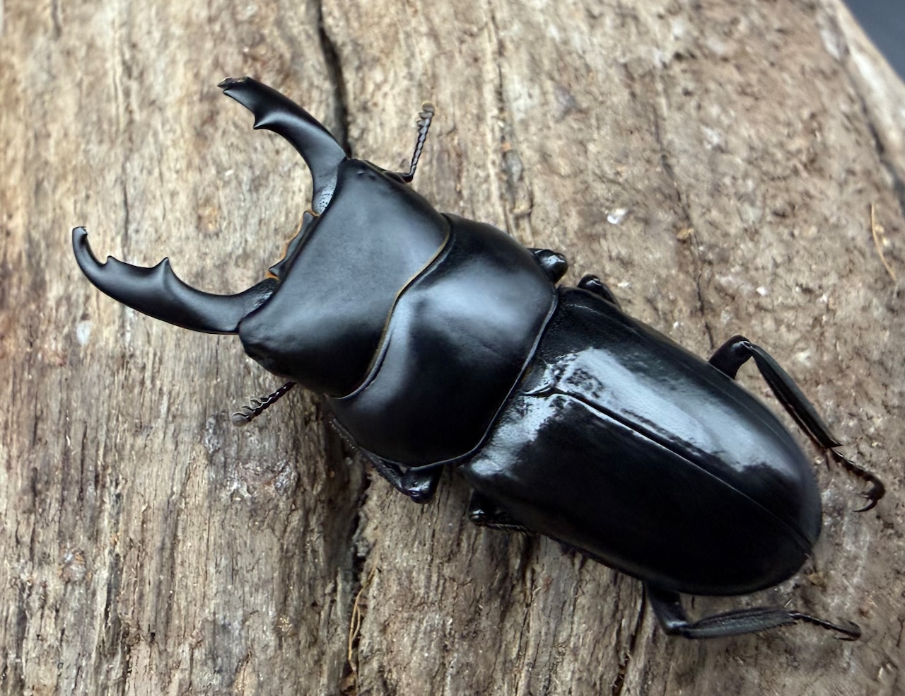 【WD】《ゴンシャンスジクワガタ（ドルクスゴンシャナス） 30.5mm A’品ペア》