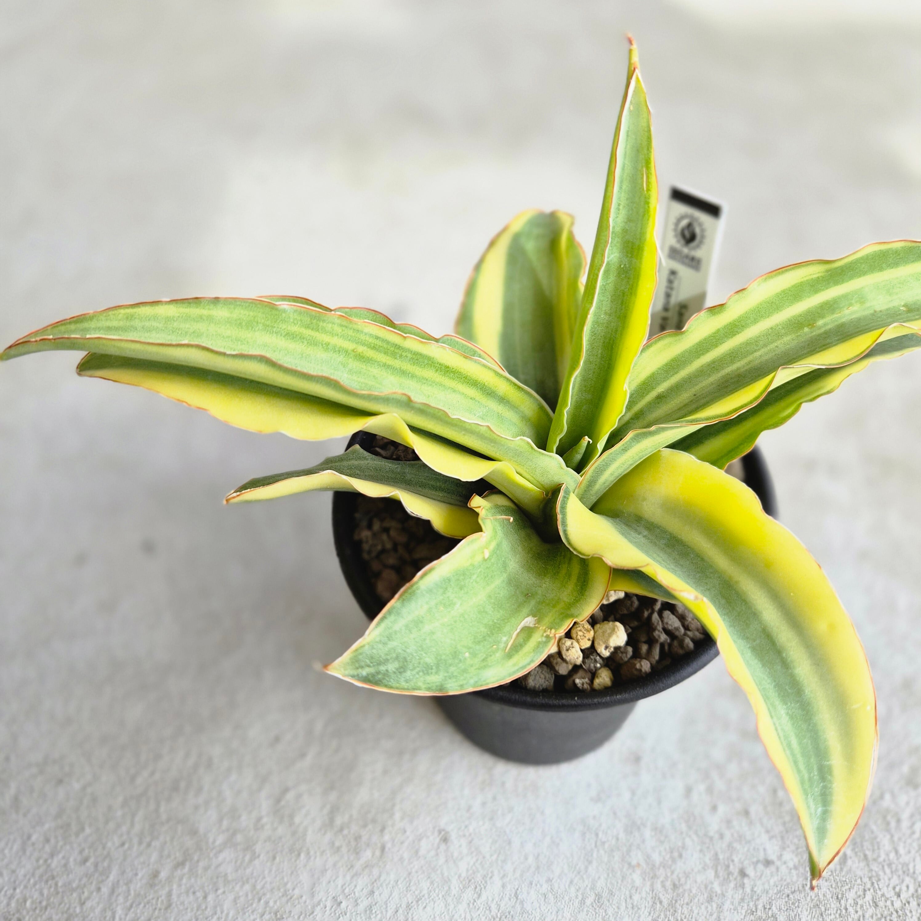サンスベリア・カタナ 斑入り（Sansevieria Katana Variegated