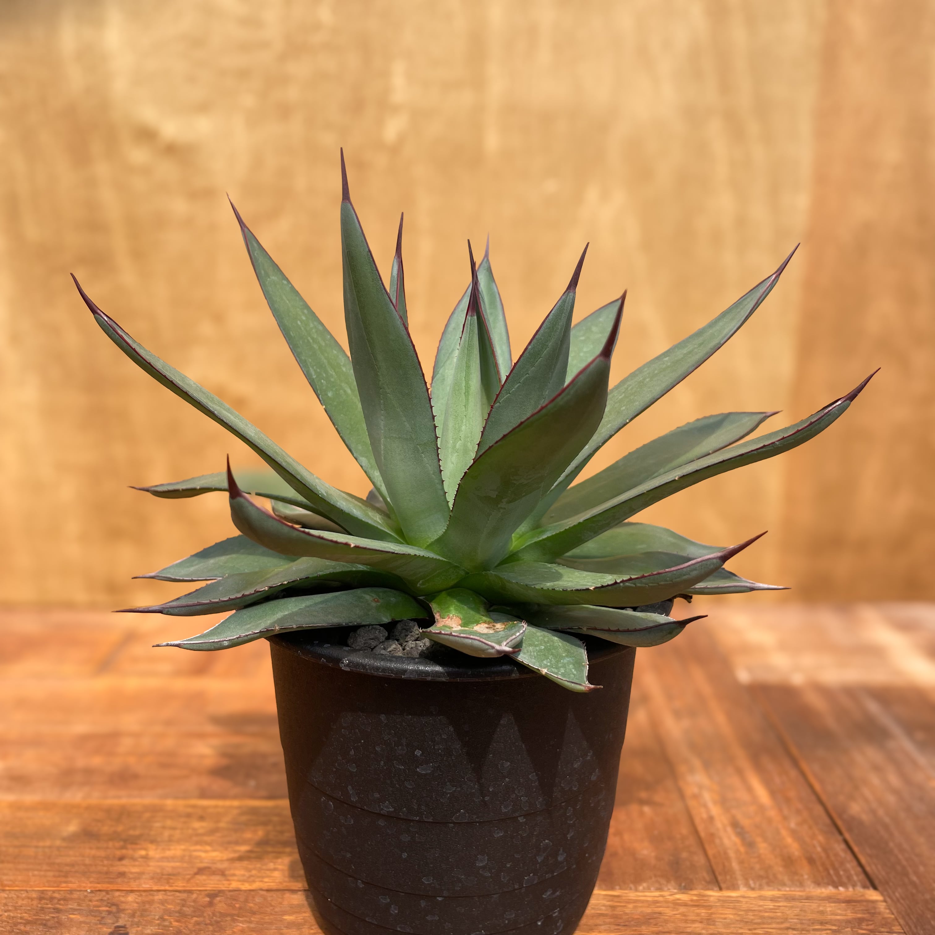 Agave Blue Ember【アガベ・ブルーエンバー】 | RIMO'S GREEN Agave Blue Ember【アガベ・ブルーエンバー】 | RIMO'S GREEN
