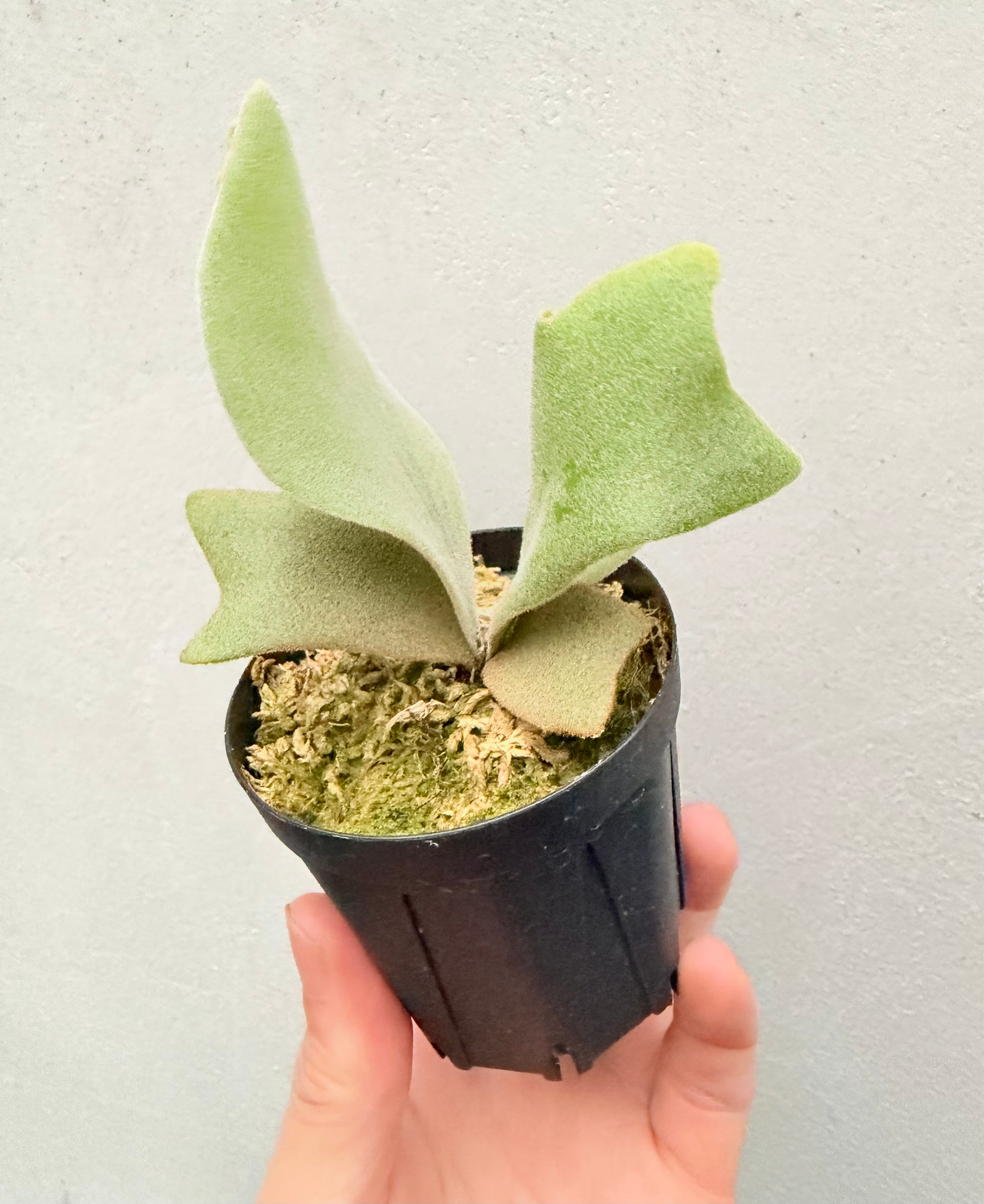 c) P. willinckii 'Bogie' x P. hillii 'Sattahip' ビカクシダ