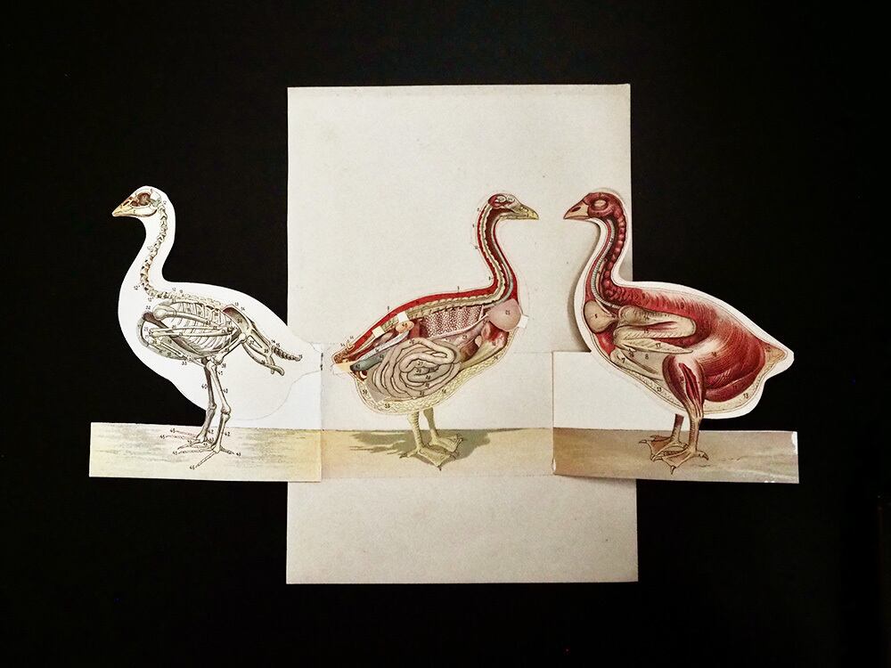 鳥の解剖図 | antique Salon
