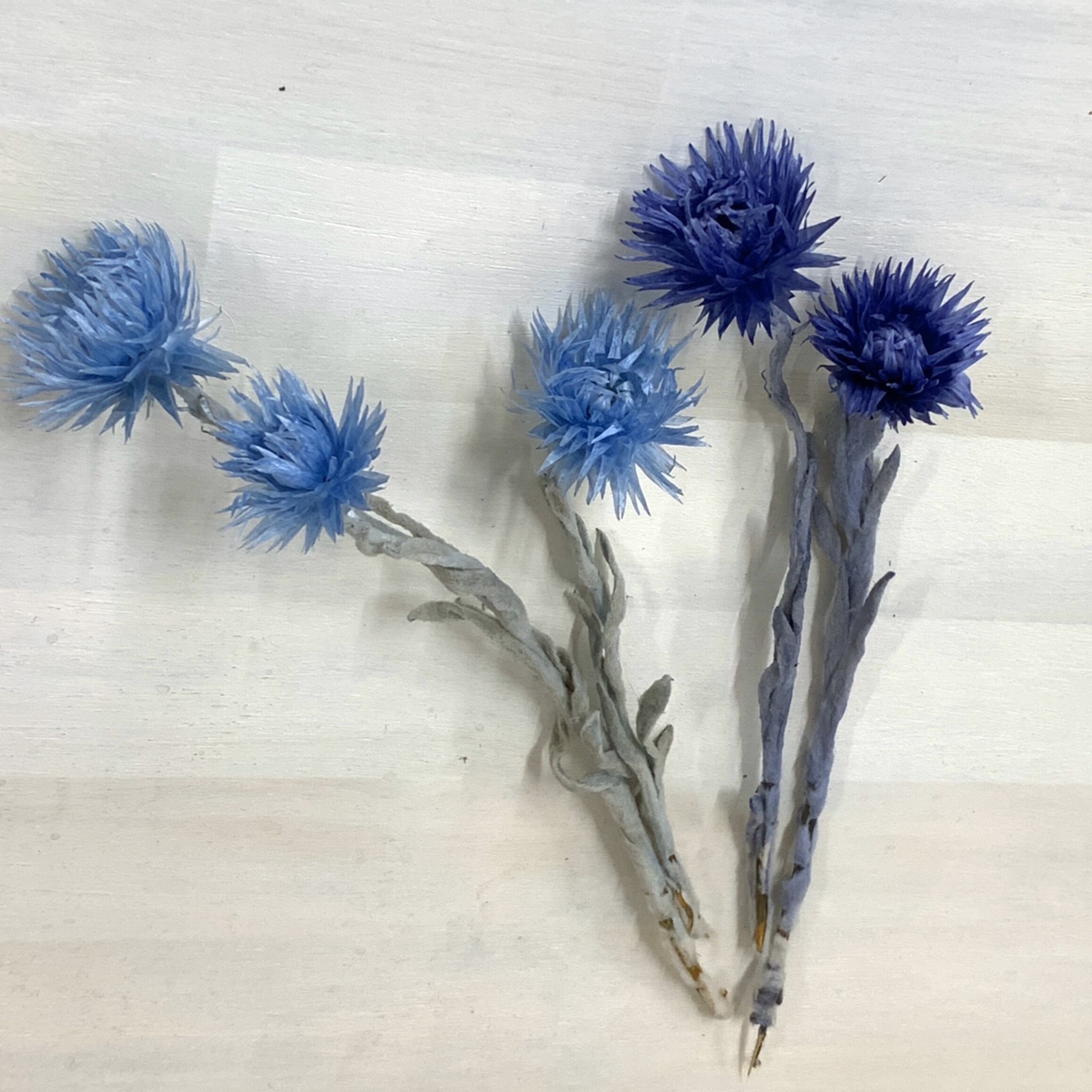 花材 プリザーブドフラワー ミニシルバーデージー ブルー系 ハーバリウム通販 資材販売のloabel ロアベル オンラインショップ