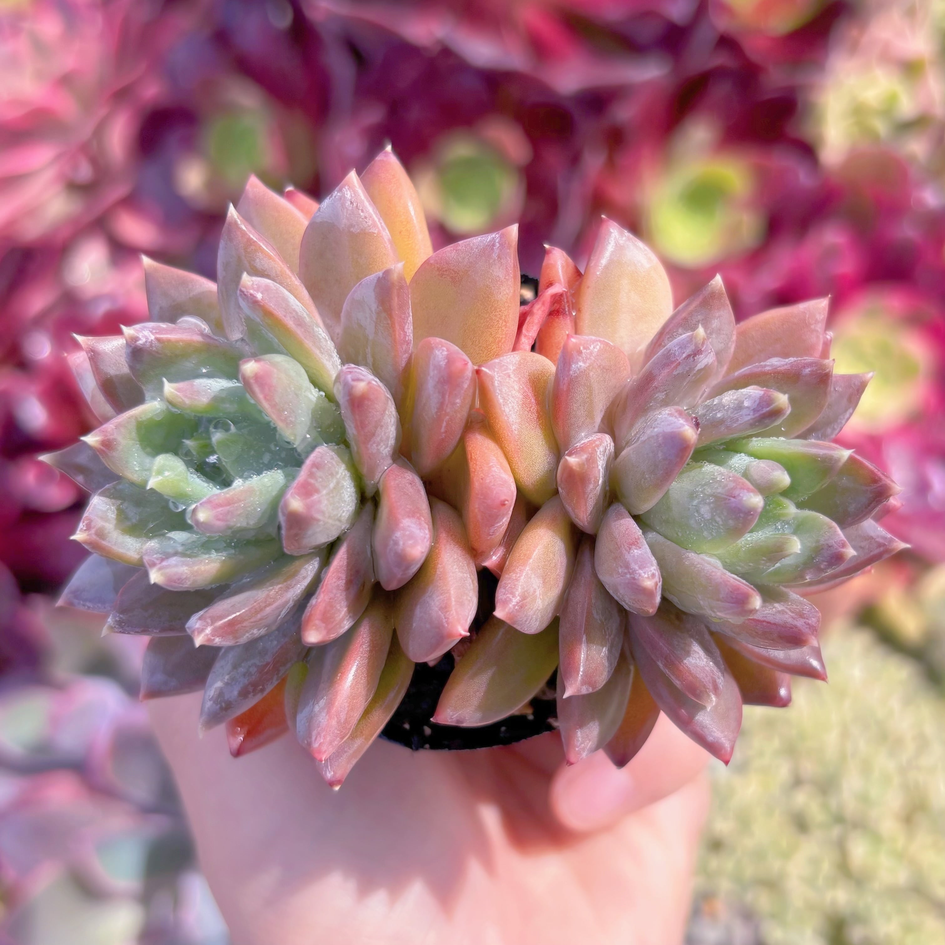 現品　スターバレー#A62　るる農園