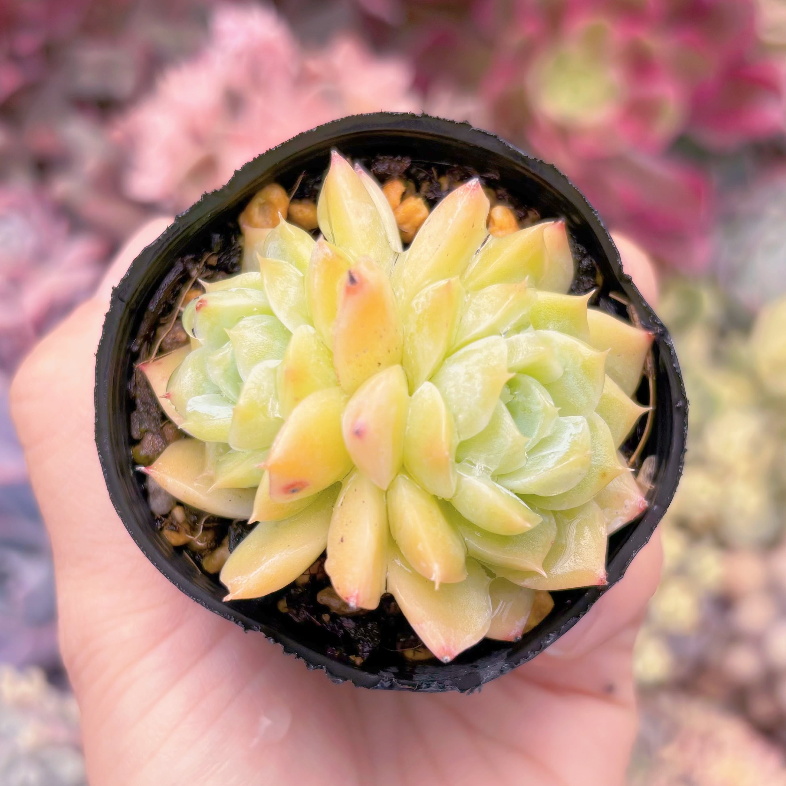 現品　ストロベリーソーダ#844　るる農園