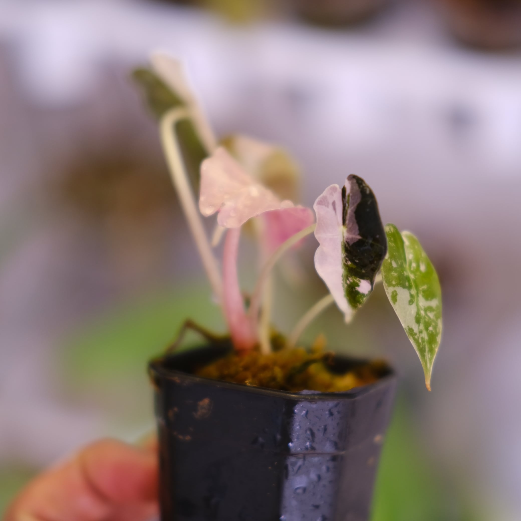 【希少 】アロカシア アマゾニカ ポリーピンク斑入り “polly pink” Alocasia Amazonica Polly Pink varigated⑤│アロカシア アマゾニカ